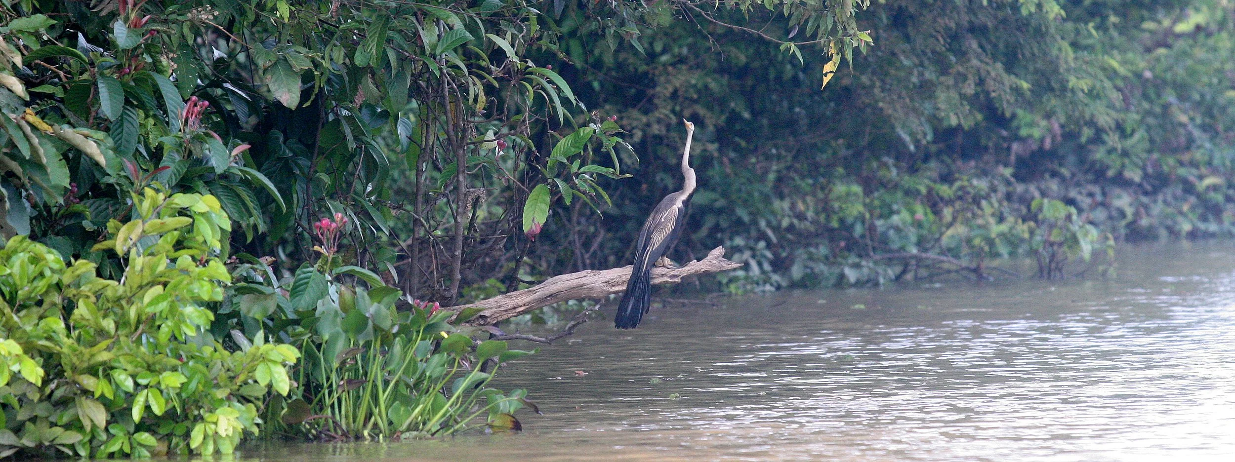 BIRD - ORIENTAL DARTER - KINABATANGAN RIVER BORNEO (19).JPG