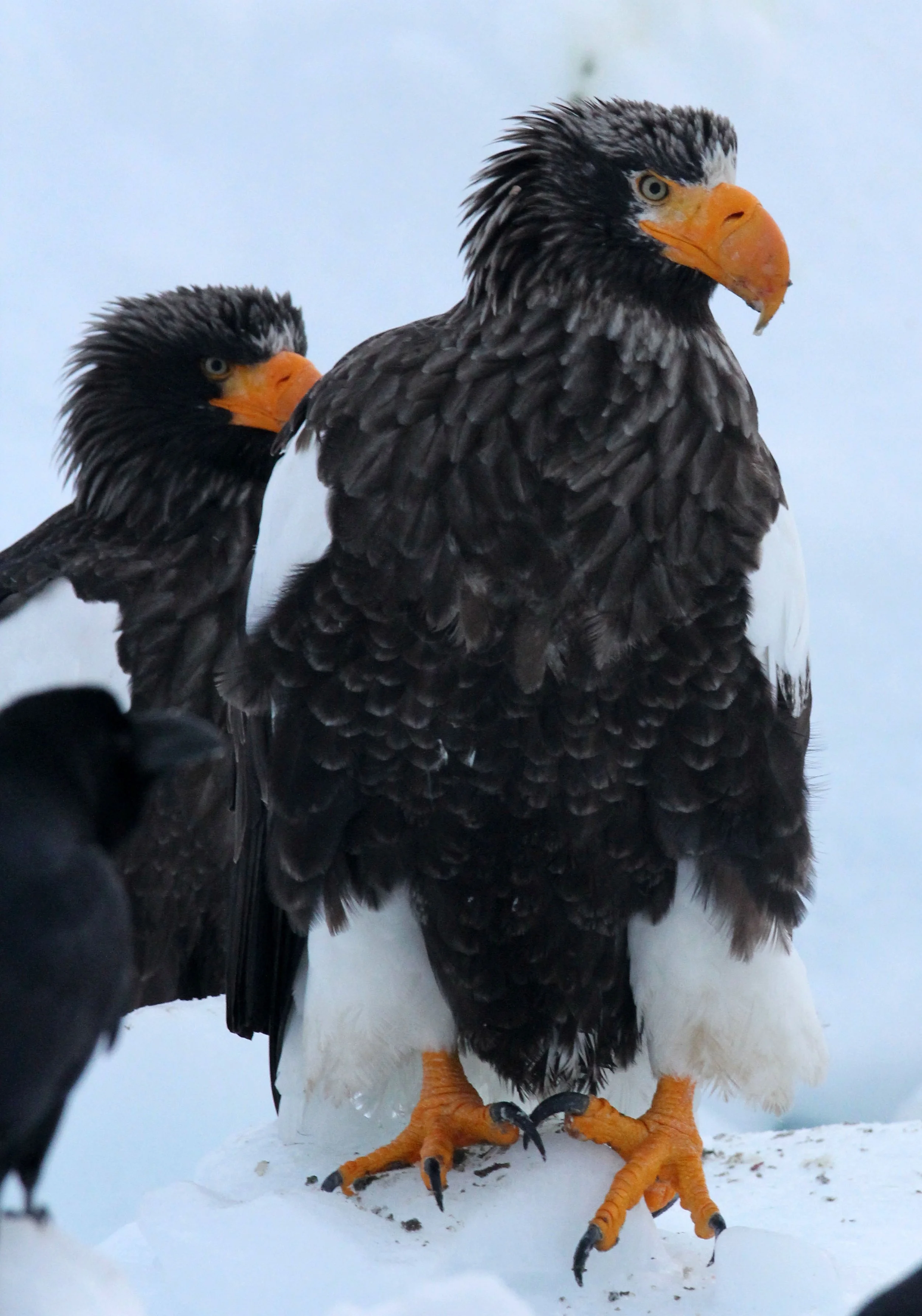 BIRD - EAGLE - STELLER'S SEA EAGLE - RAUSU, SHIRETOKO PENINSULA, HOKKAIDO JAPAN (163).JPG
