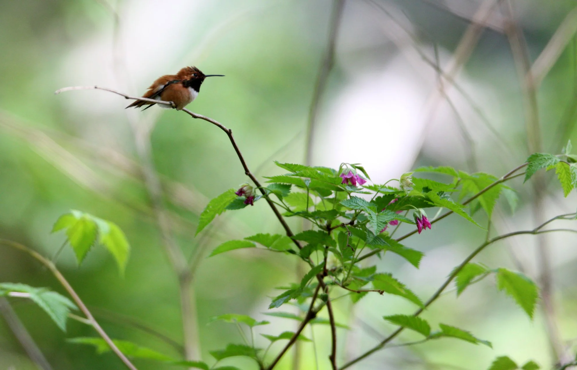BIRD - HUMMINGBIRD - RUFOUS HUMMINGBIRD - PORT ANGELES WA.JPG