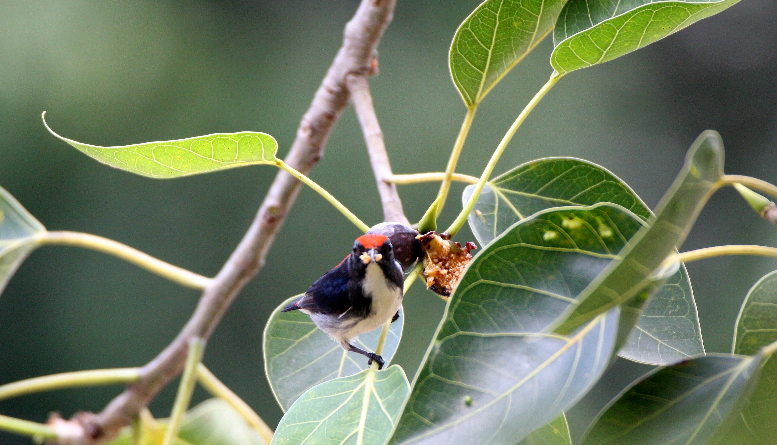FLOWERPECKER - SCARLET-BACKED FLOWERPECKER - Dicaeum cruentatum - KOH LANTA THAILAND (1).JPG