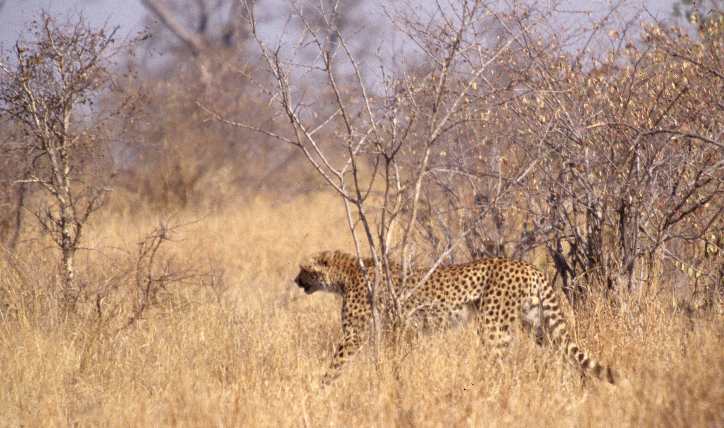 FELID - CHEETAH - KRUGER (22).jpg