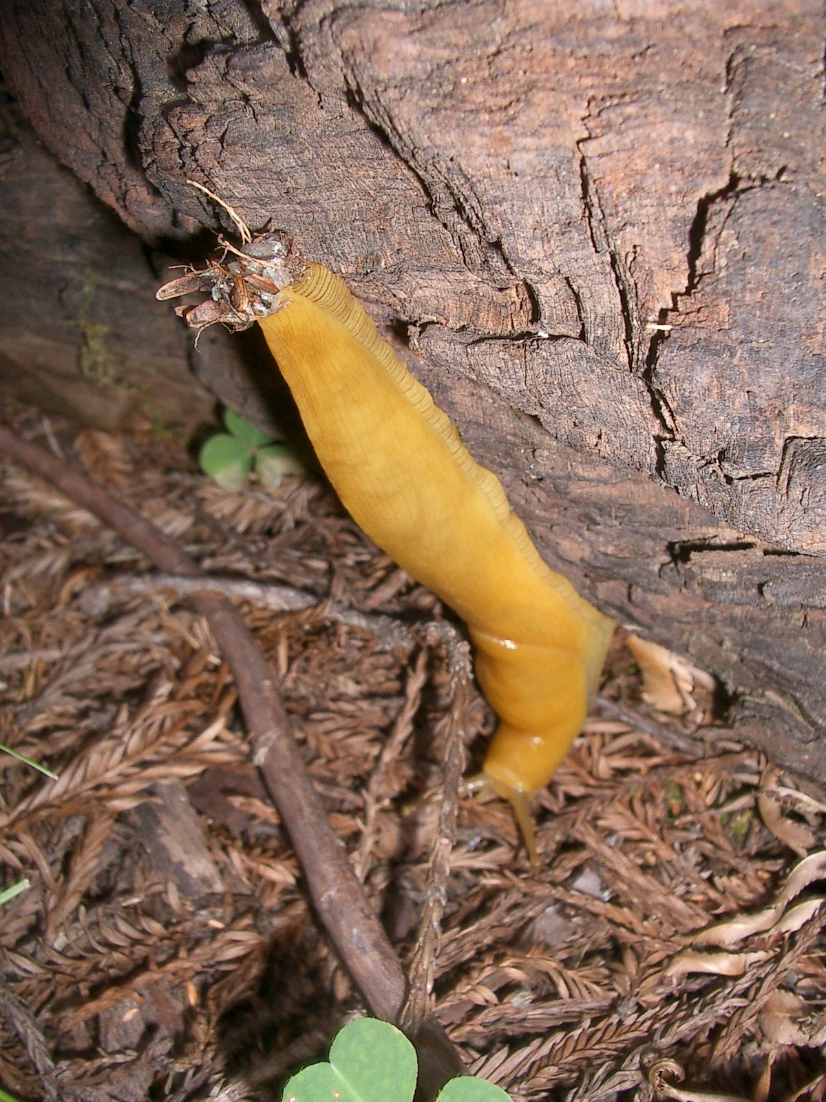 2004-6-12 LARRY AND KATRIS WEDDING IN EUREKA CALIFORNIA (68).JPG