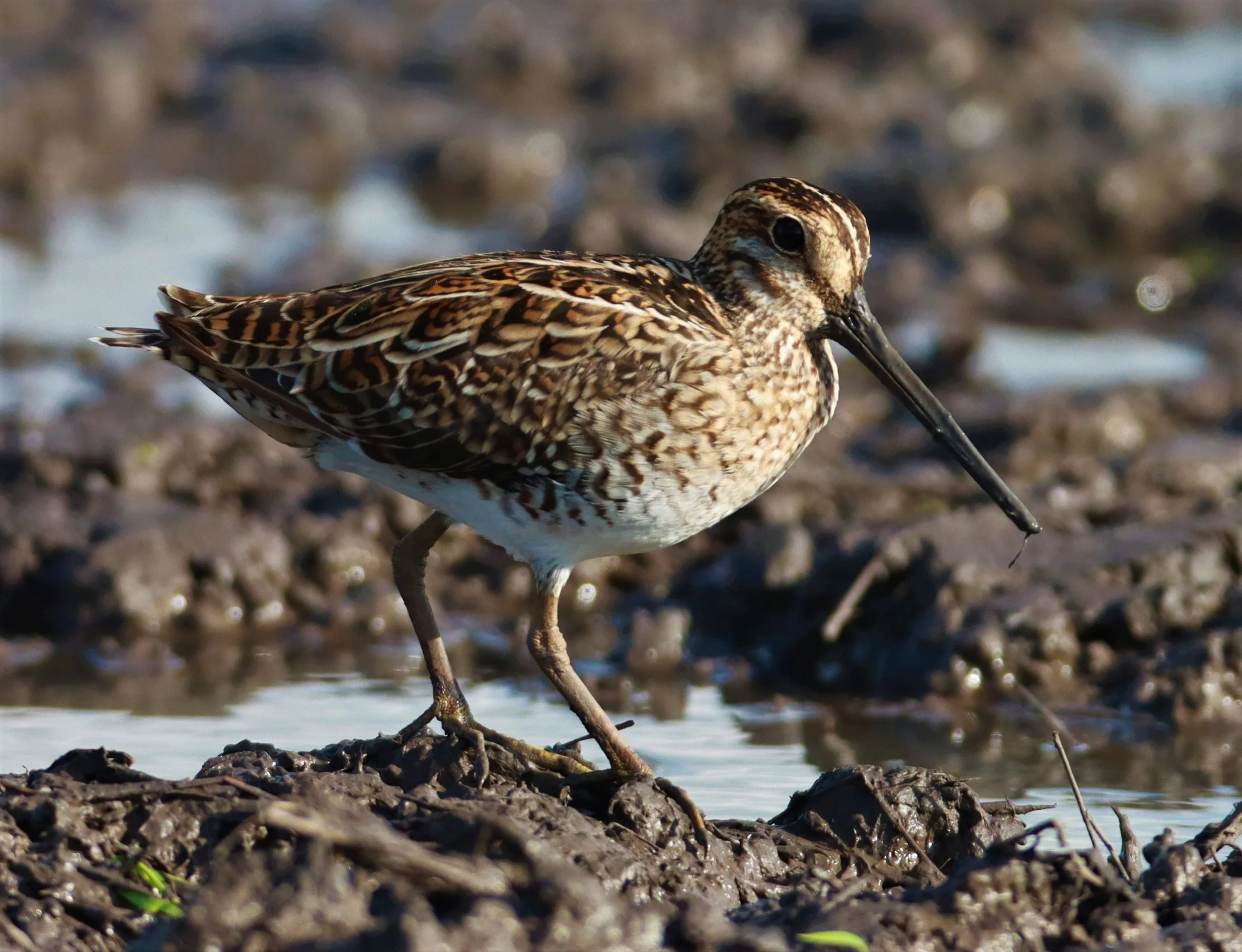 SNIPE - PINTAIL SNIPE - Gallinago stenura - PATHUM THANI RICE RESEARCH CENTER AUGUST 24 2021 (248).jpg