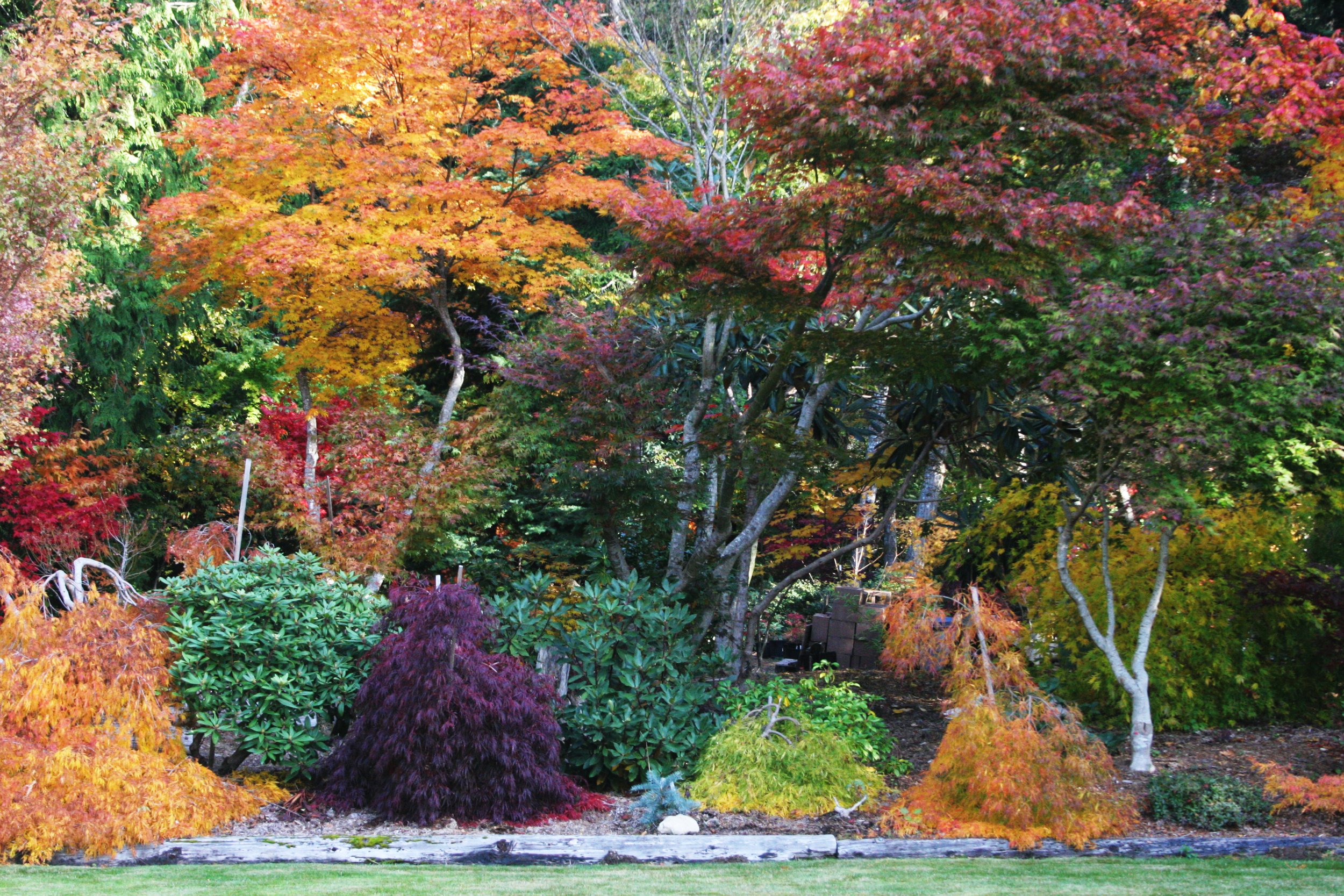 2008-10-26 MAPLE AND MERLOT - ELWHA RIVER VALLEY WA (5).JPG