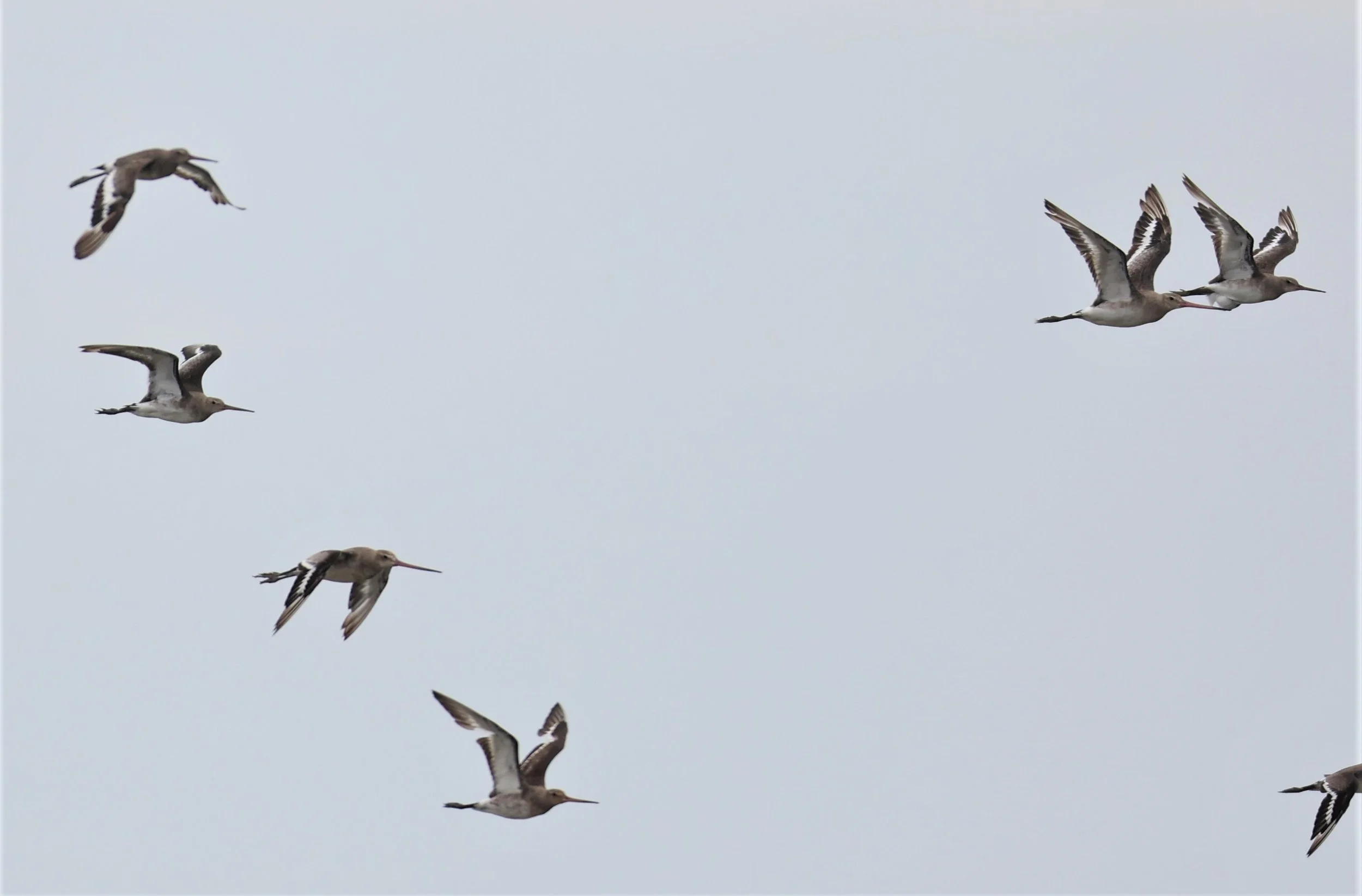 GODWIT - BLACK-TAILED GODWIT - Limosa limosa - BANG PU FOREST RESERVE SEPT 12 2021 (33).jpg