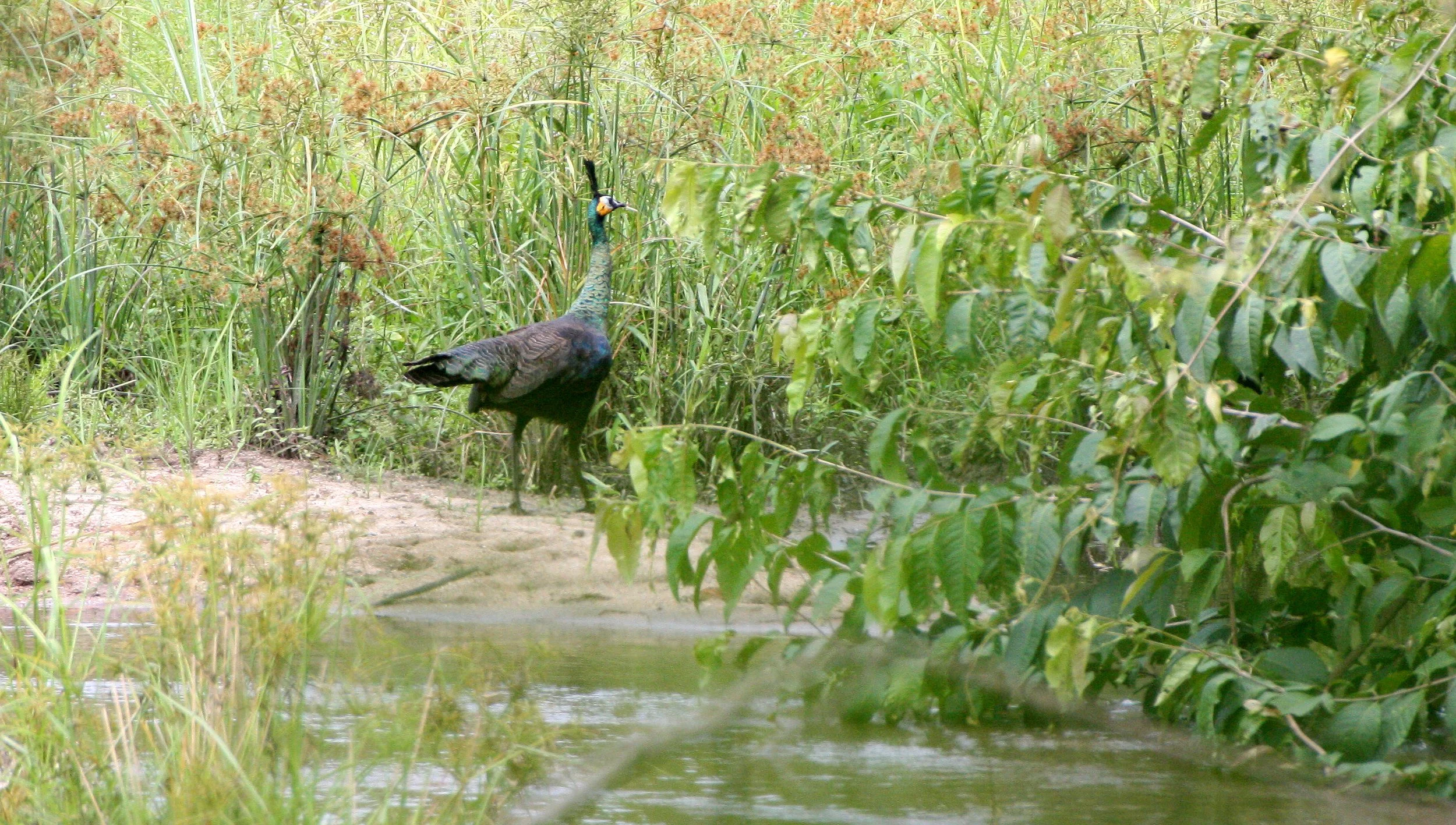 PHEASANT - GREEN PEAFOWL - Pavo muticus - HUAI KHA KHAENG THAILAND (1).JPG