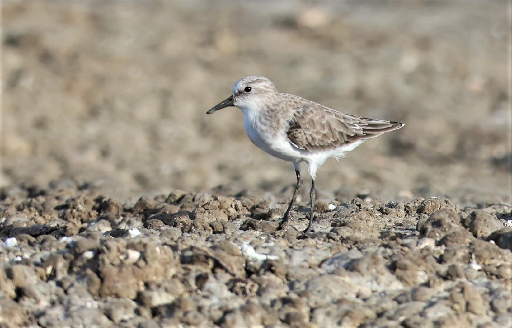 STINT - RED-NECKED STINT - Calidris ruficolis - CHACHOENGSAO  SALT PANS 06 NOV 2021 (1).JPG
