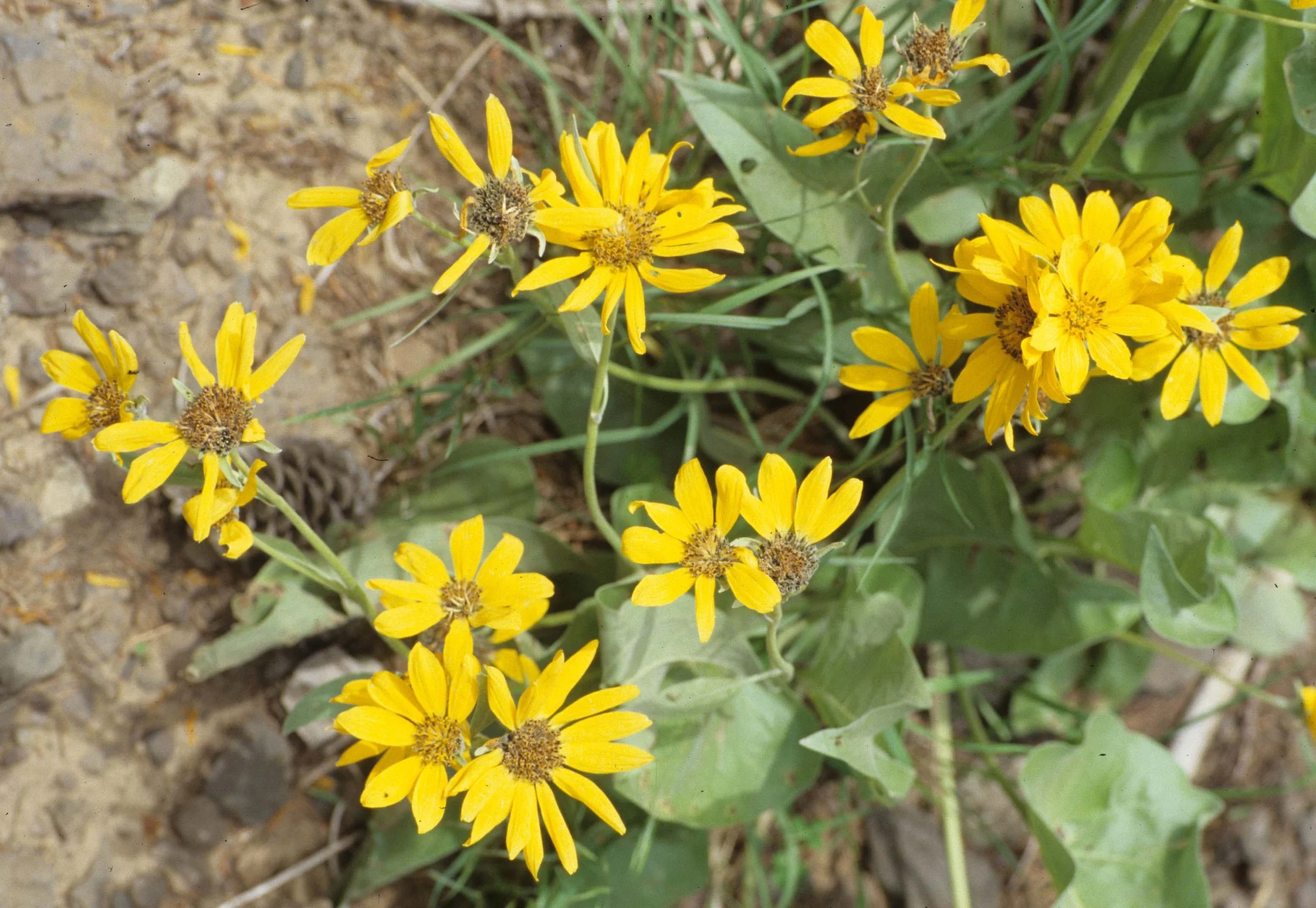 GREAT PLAINS - PLANT SPECIES D.jpg