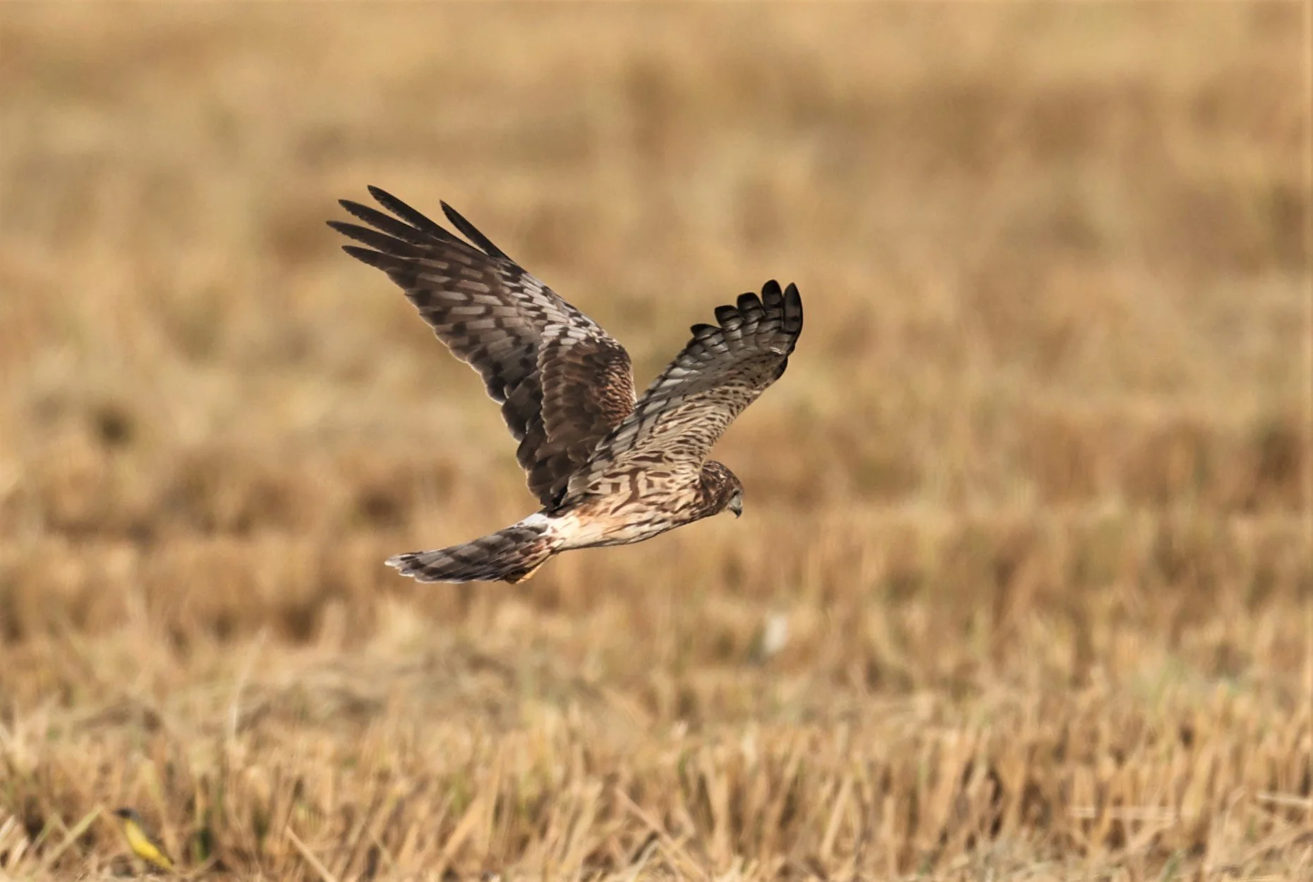 HARRIER - PIED HARRIER - Circus melanoleucos - PATHUM THANI RICE RESEARCH CENTER 11 DEC 2021 (2).jpg