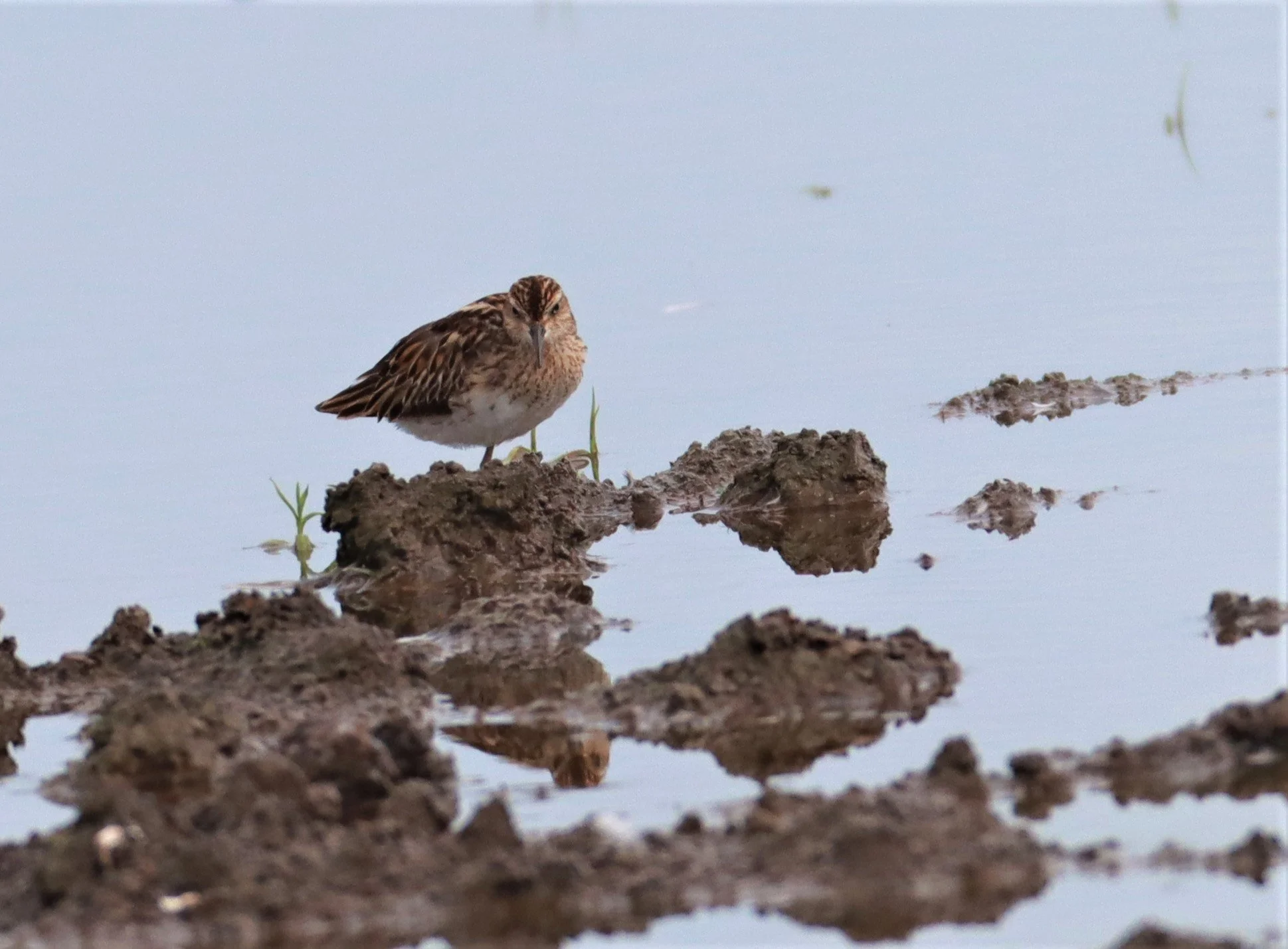 STINT - Long-toed Stint - Calidris subminuta - BANG KHAEM NAKHON PATHOM (11).jpg