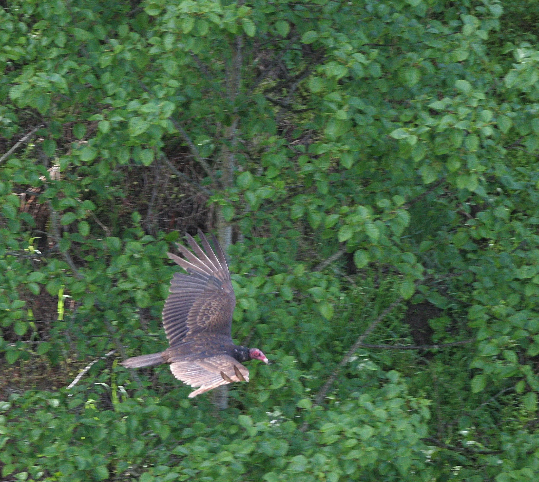 BIRD - VULTURE - TURKEY VULTURE - LAKE FARM BLUFFS WASHINGTON (5).JPG