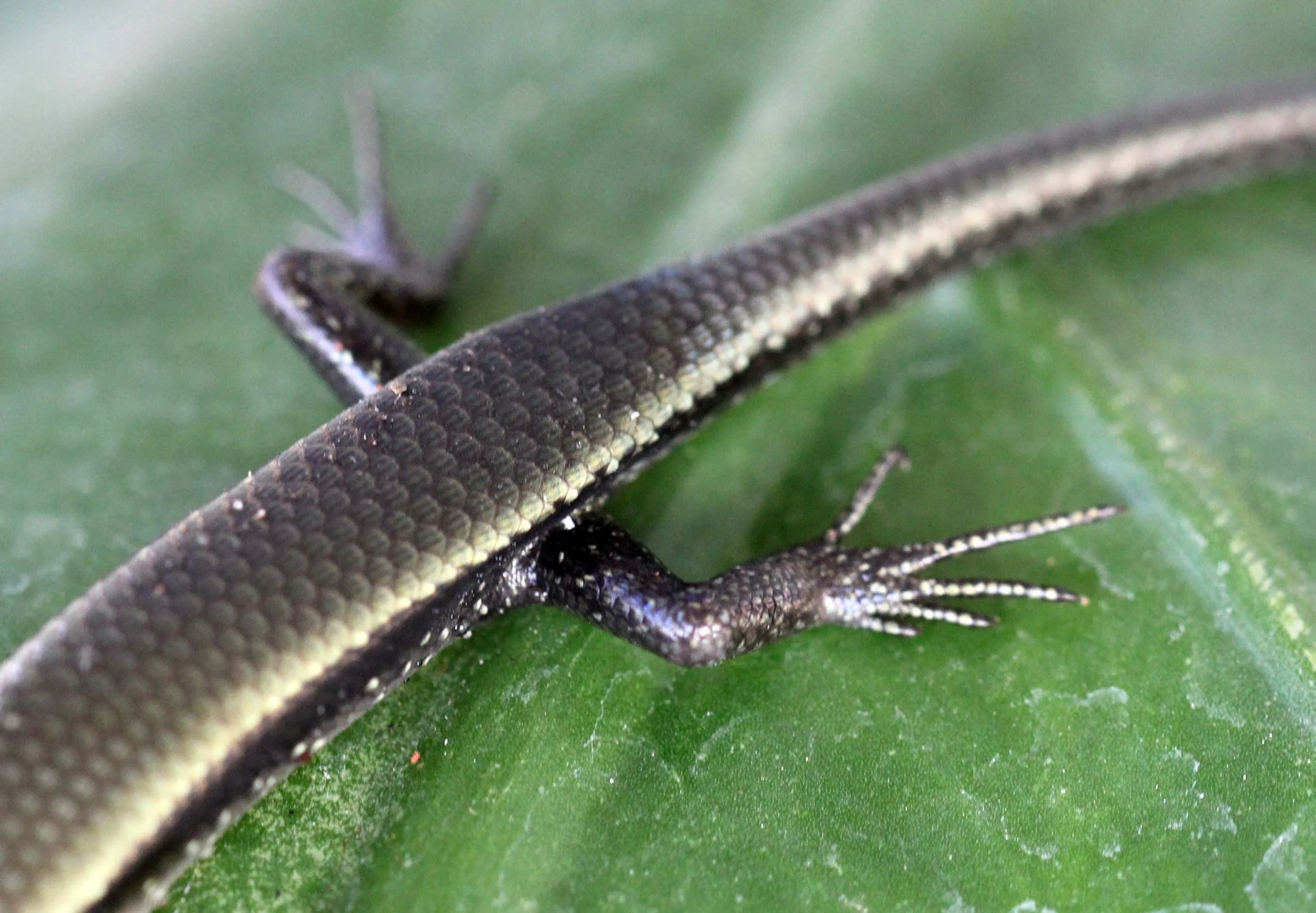 2013 Nonthaburi Setthasiri House and Nonthaburi Neighborhood (185).JPG