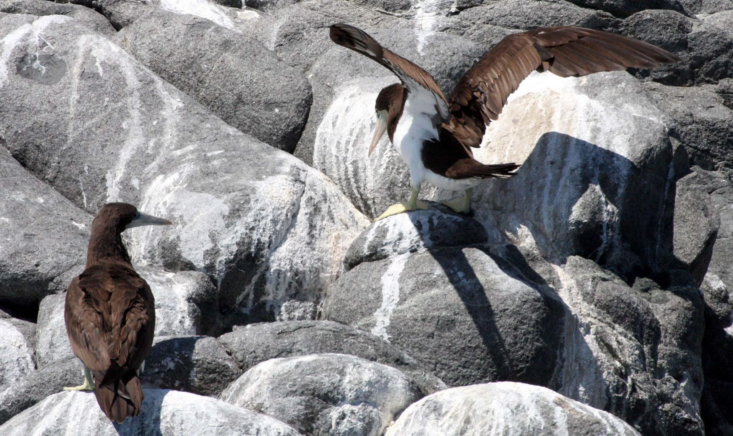 Brown Booby (Sula leucogaster) Santa Catalina Island Baja Mexico (16).JPG