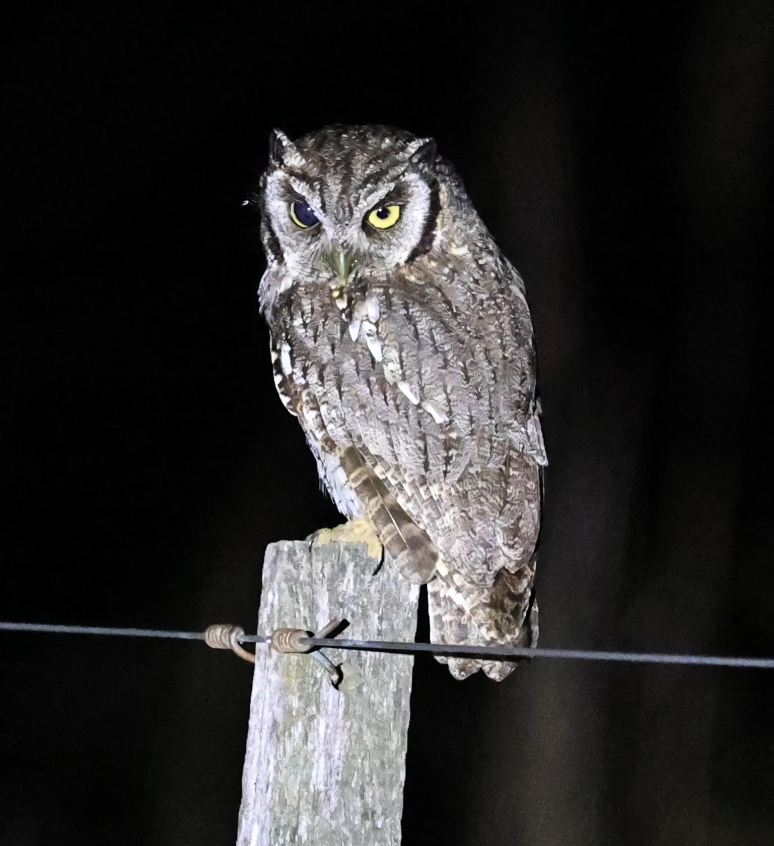 Tropical Screech-Owl (Megascops choliba) Hotel Campestre Iparoma Paraguay (11).jpg