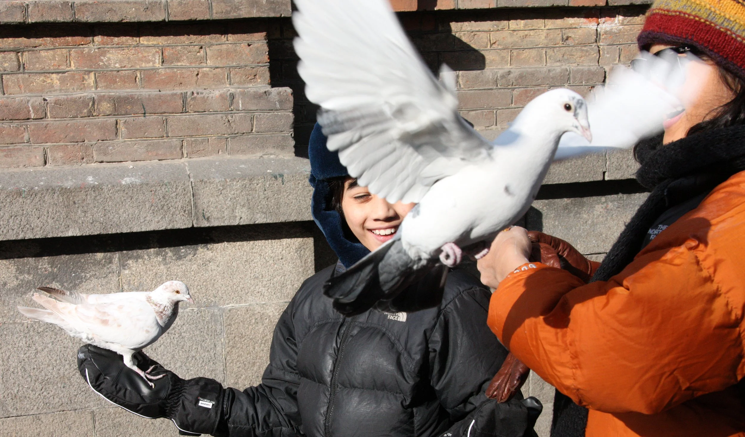 BIRD - PIGEON - HARBIN SAINT SOPHIA'S CATHEDRAL CHINA (61).JPG