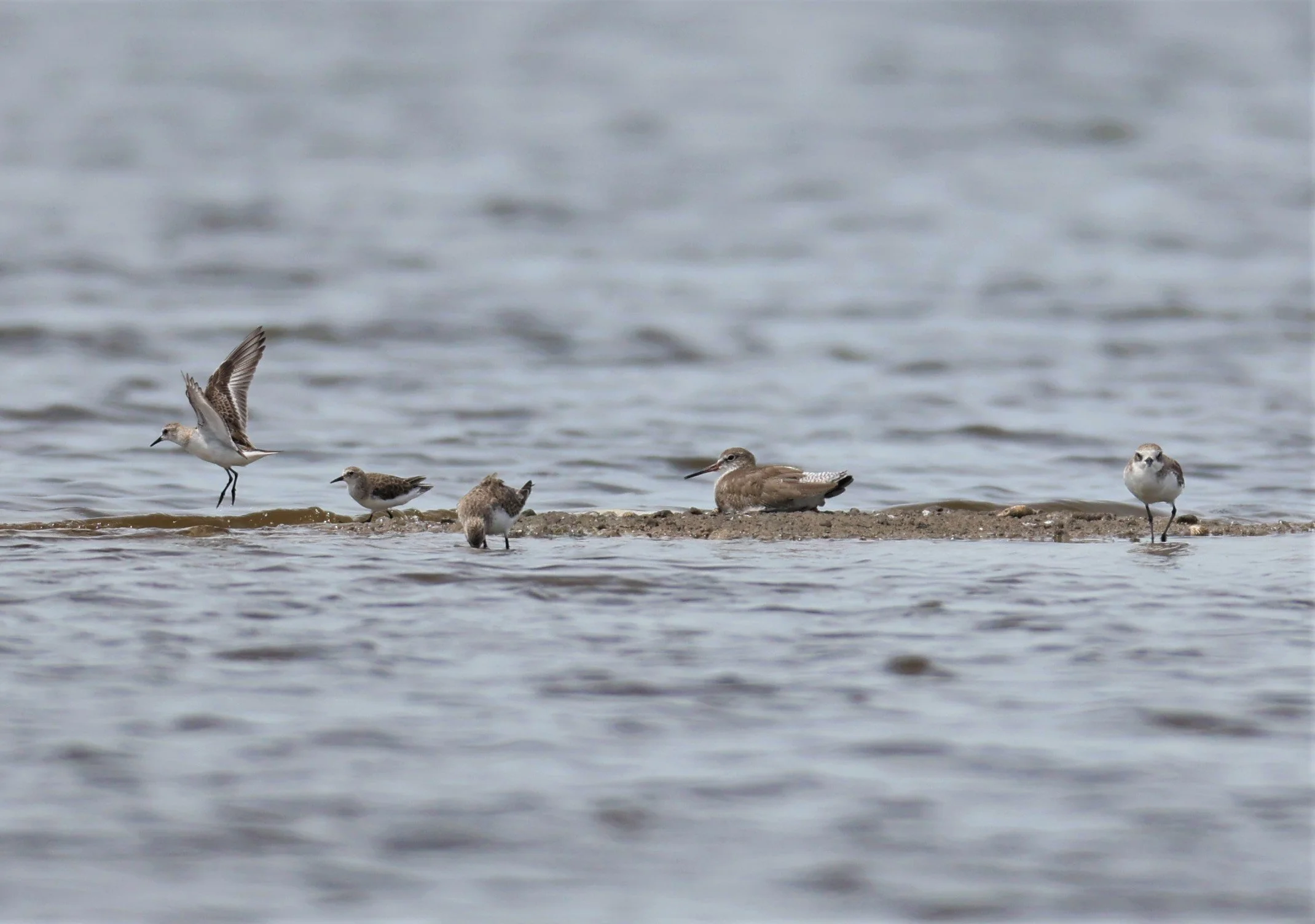 STINT - RED-NECKED STINT - Calidris ruficolis -  WITH COMMON TERN AND LESSER SANDPLOVER CHACHOENGSAO  SALT PANS.jpg