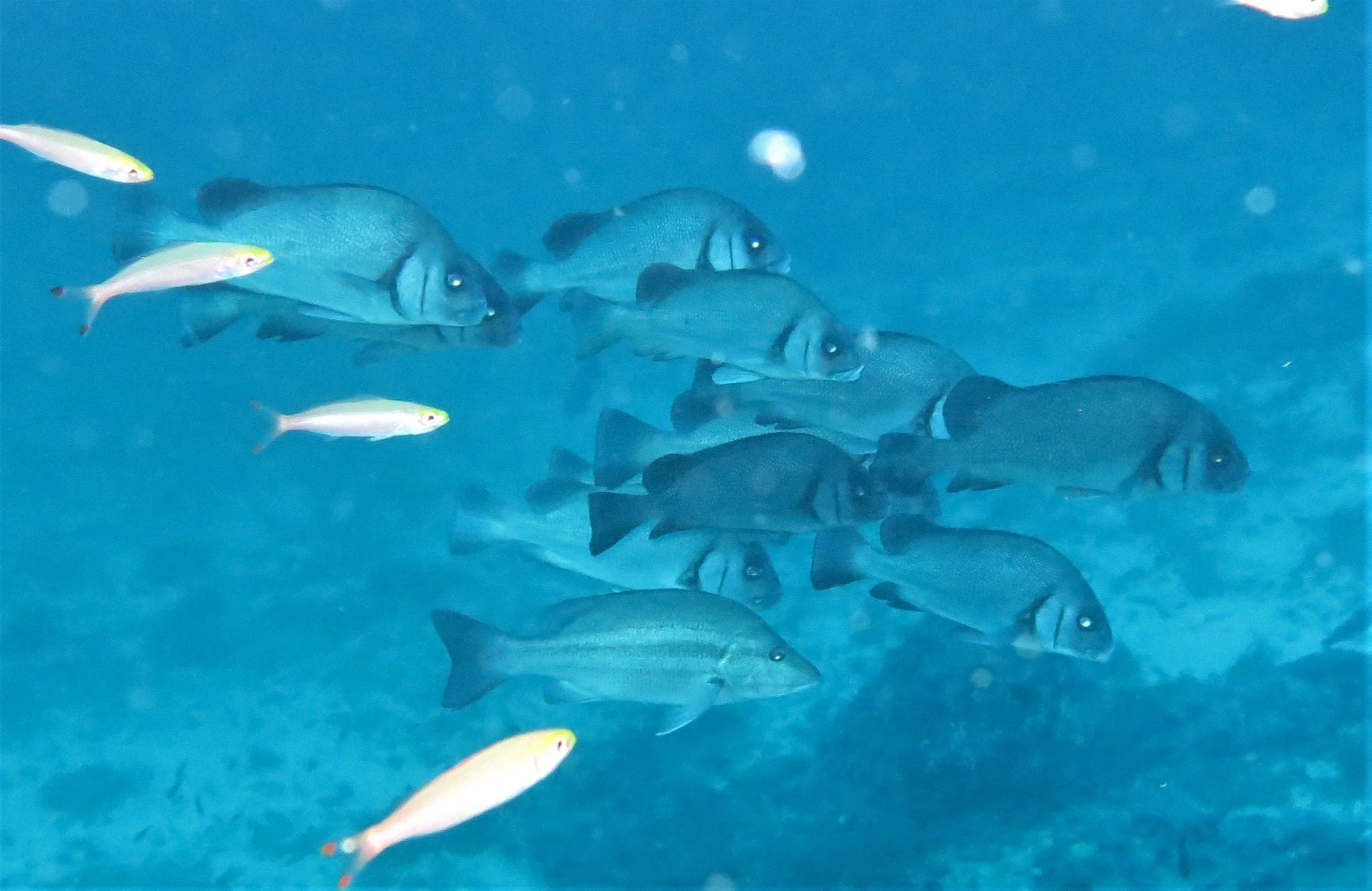 Haemulidae - Gibbus Sweetlips (Plectorhinchus gibbosus) - Similans Thailand (4).jpg