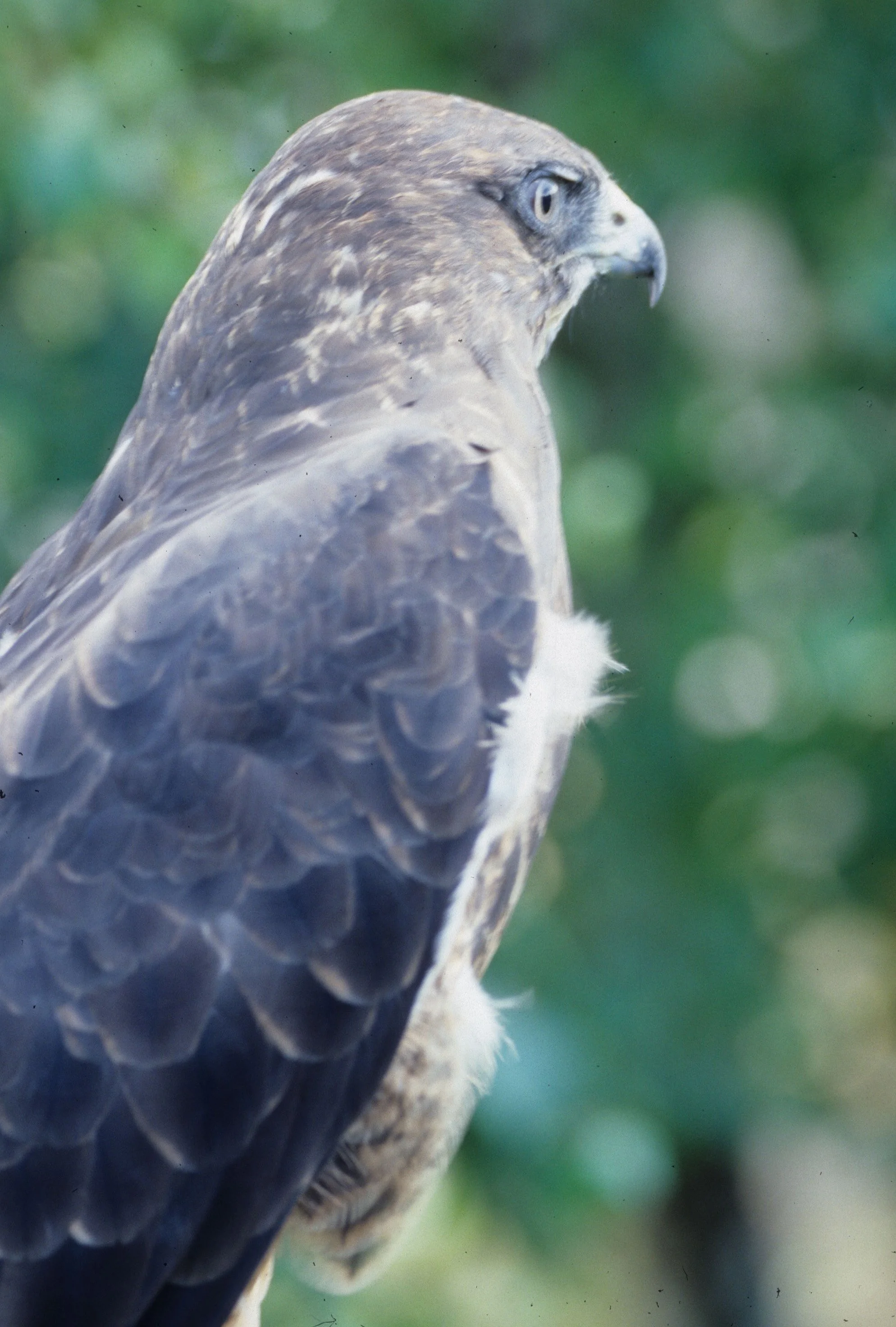 Aquila chrysaetos canadensis - AMERICAN GOLDEN EAGLE - OLYMPIC NATIONAL PARK WASHINGTON STATE (7).jpg