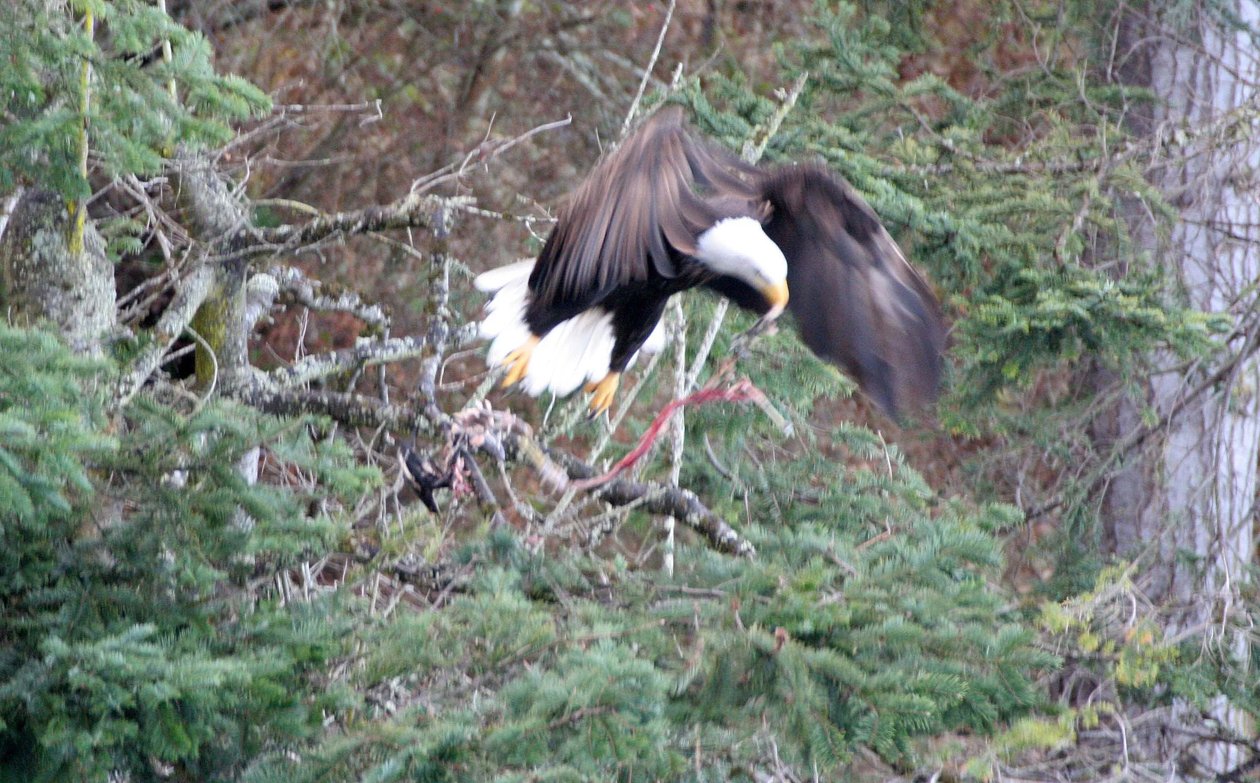 BIRD - EAGLE - BALD EAGLE - LAKE FARM RAVINE (30).JPG