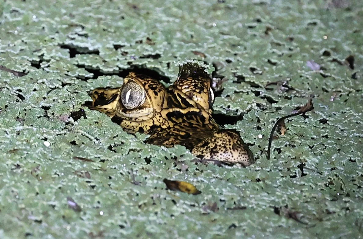 Yacare Caiman (Caiman yacare) Fortin Toledo Paraguay (6).jpg