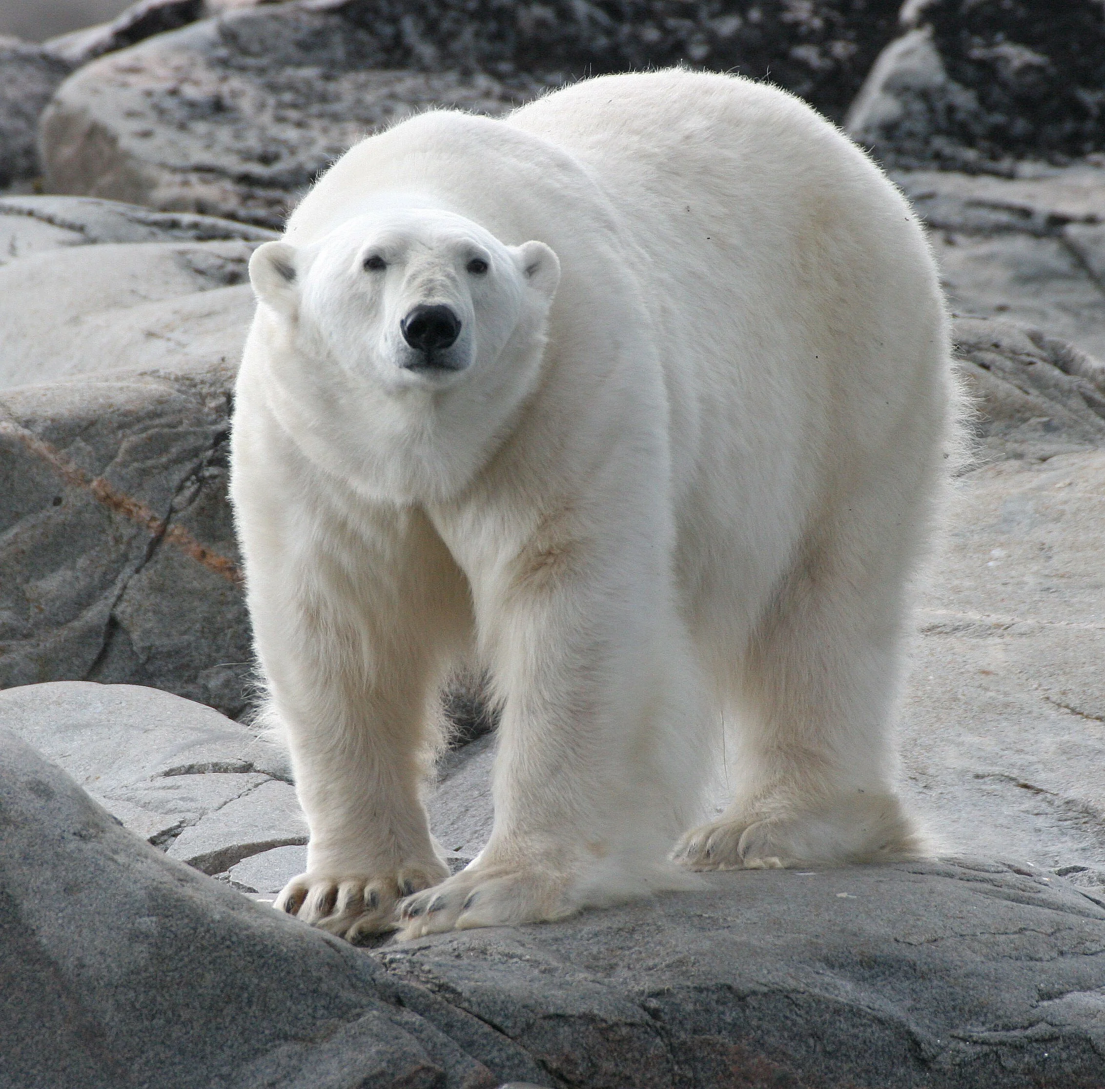 URSID - POLAR BEAR - SVALBARD (256).jpg