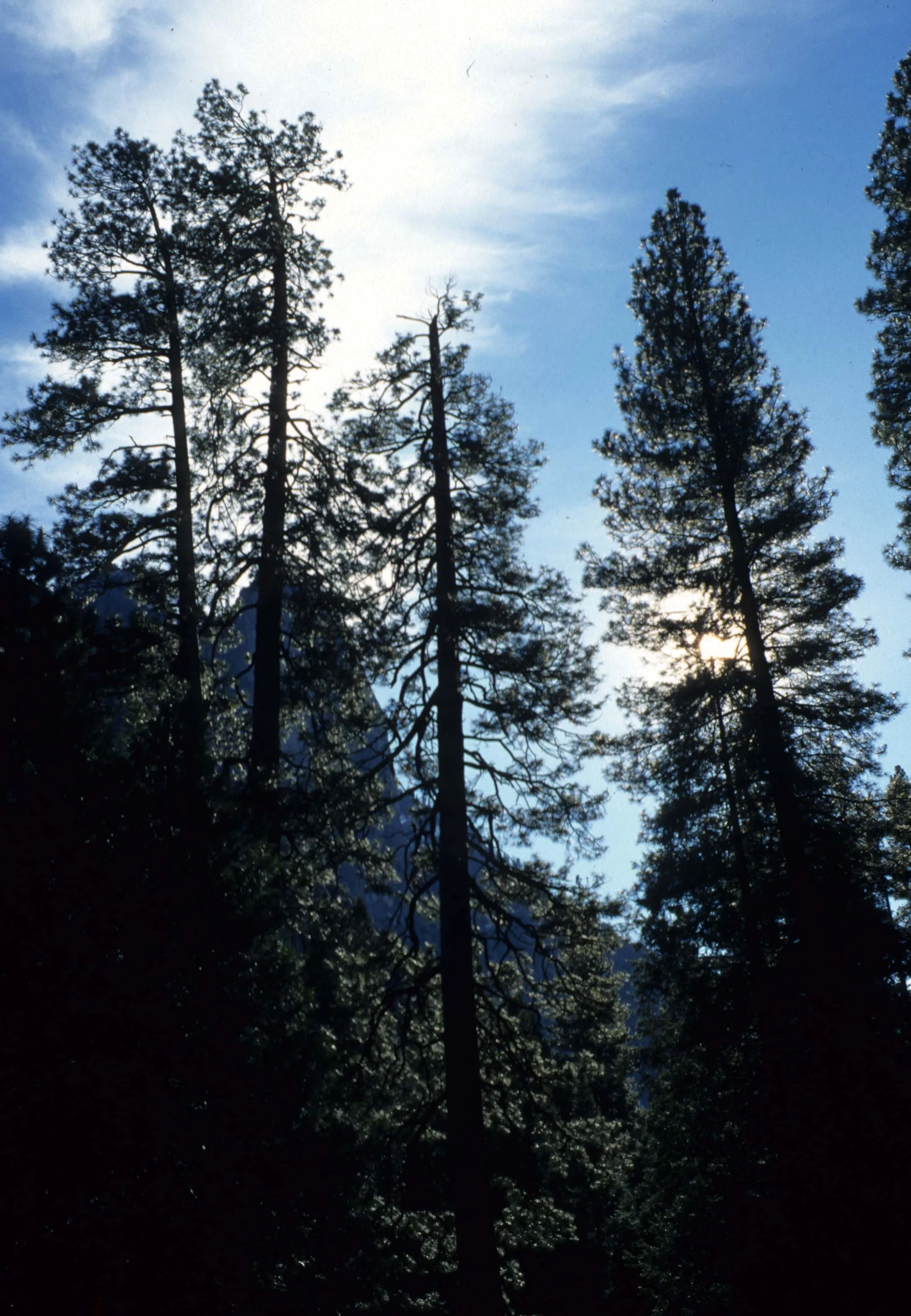 CALIFORNIA - SIERRA - PINUS SPECIES.jpg