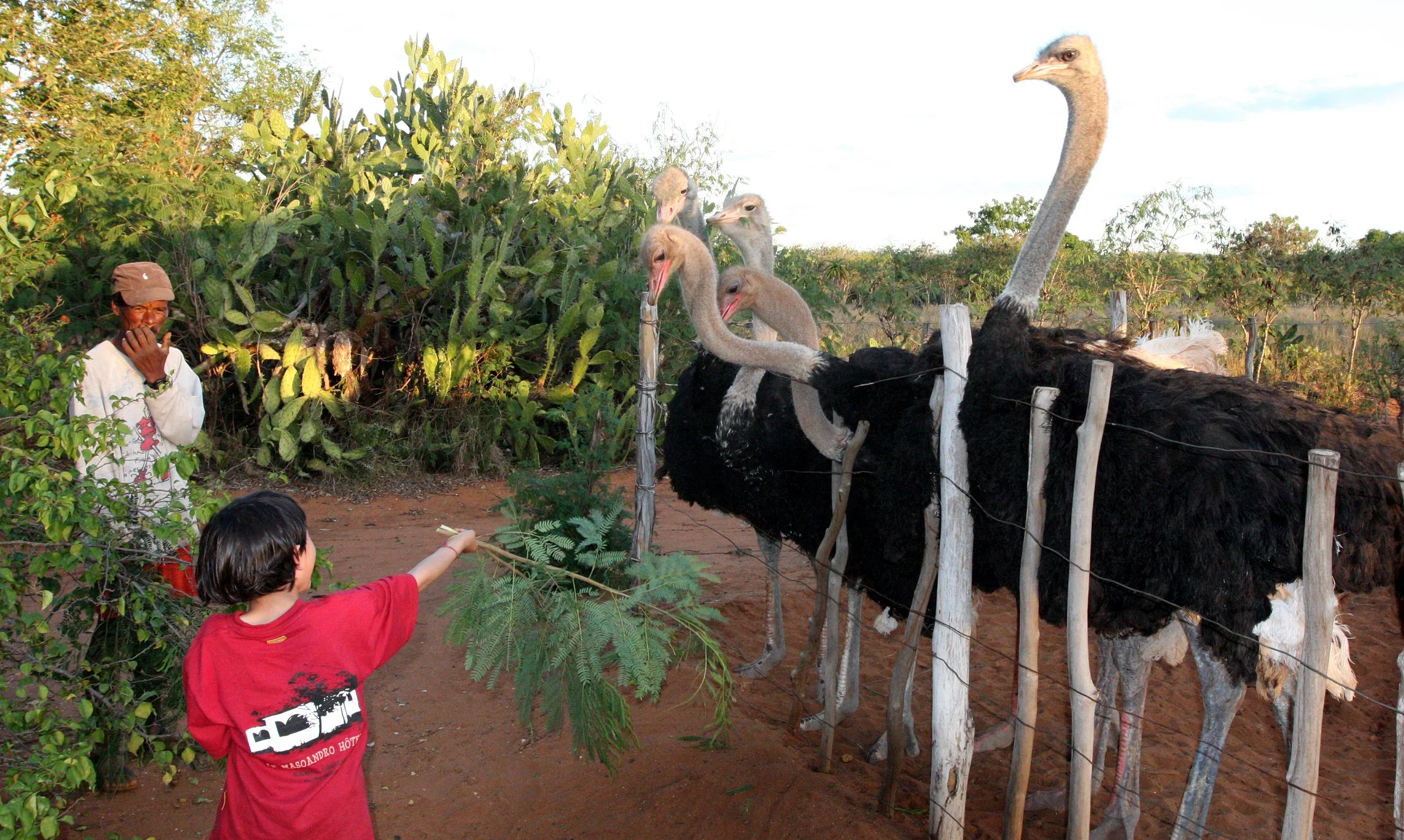 Struthio camelus australis - SOUTH AFRICAN OSTRICH - BERENTY RESERVE MADAGASCAR - OSTRICH EGG FARM (2).JPG