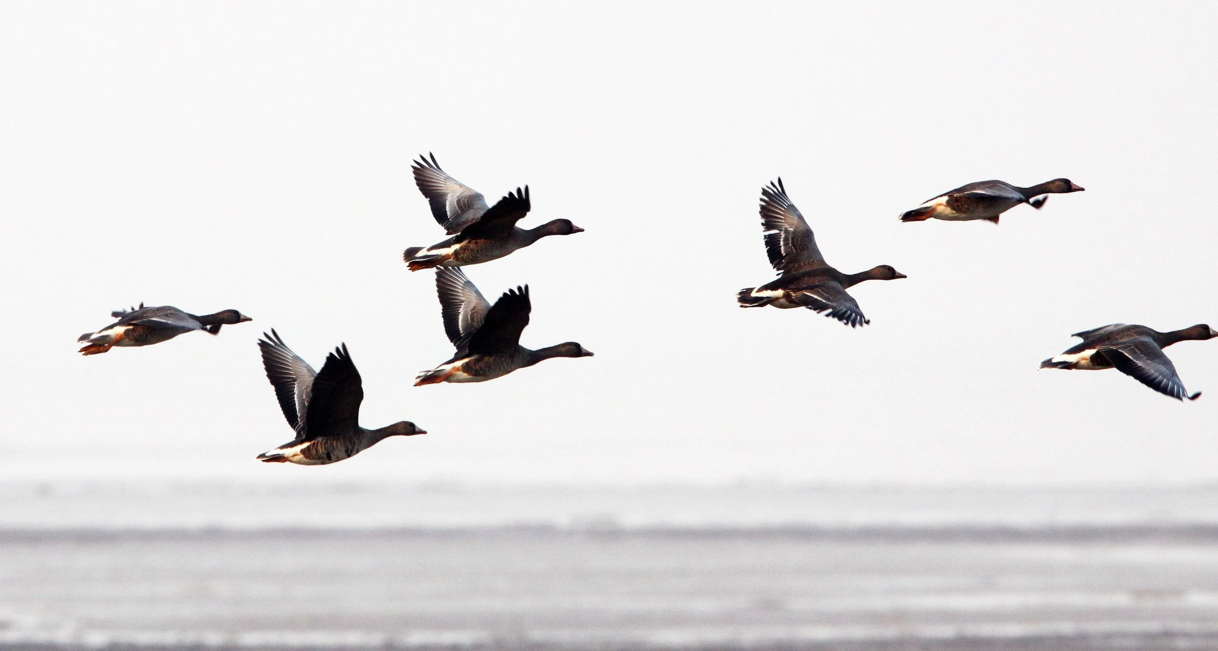 GOOSE - GREYLAG GOOSE - Anser anser - POYANG LAKE, JIANGXI PROVINCE, CHINA (27).JPG