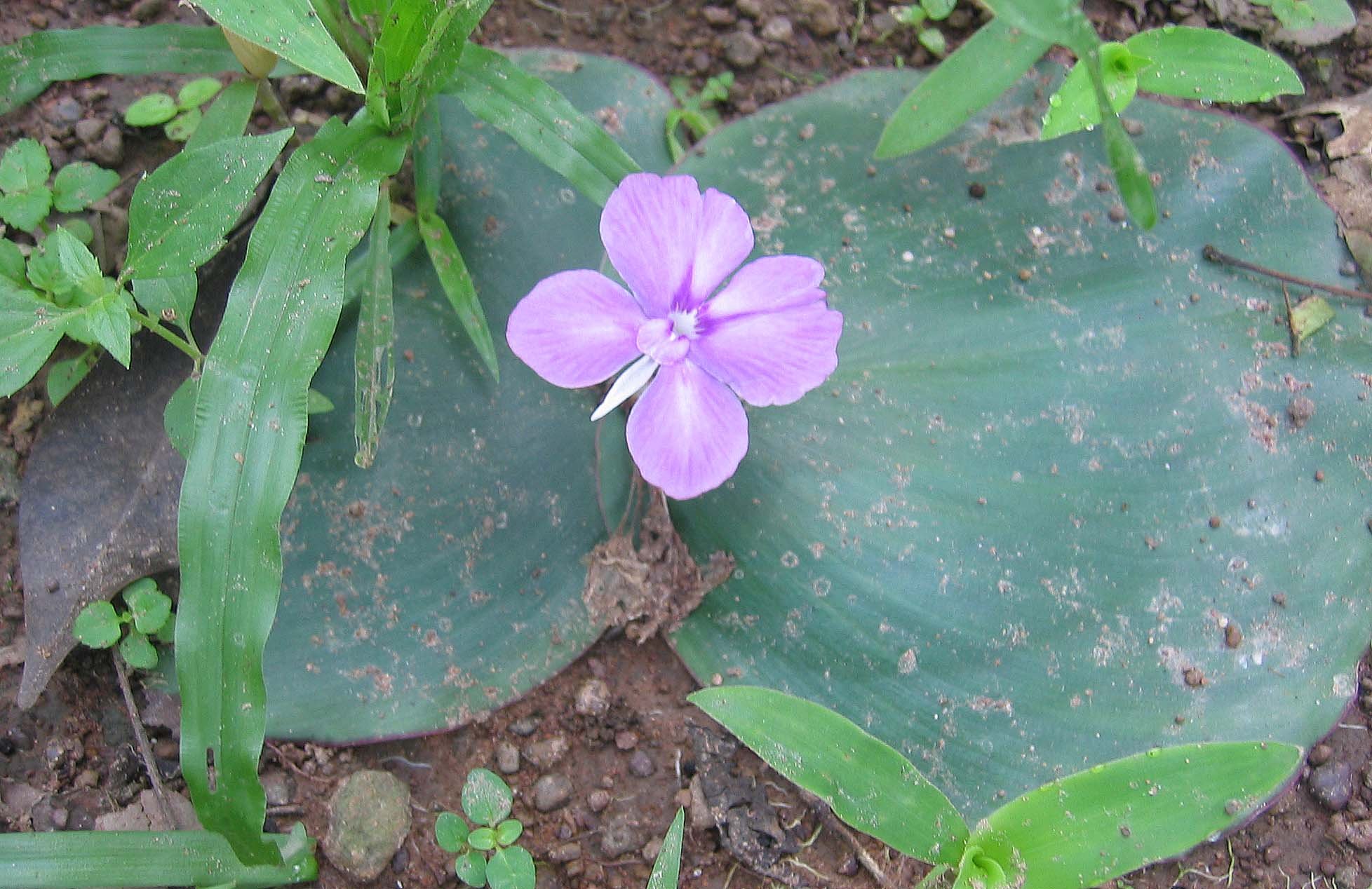 KAMPHAENG PHET - RUINS - 2006 (28).jpg