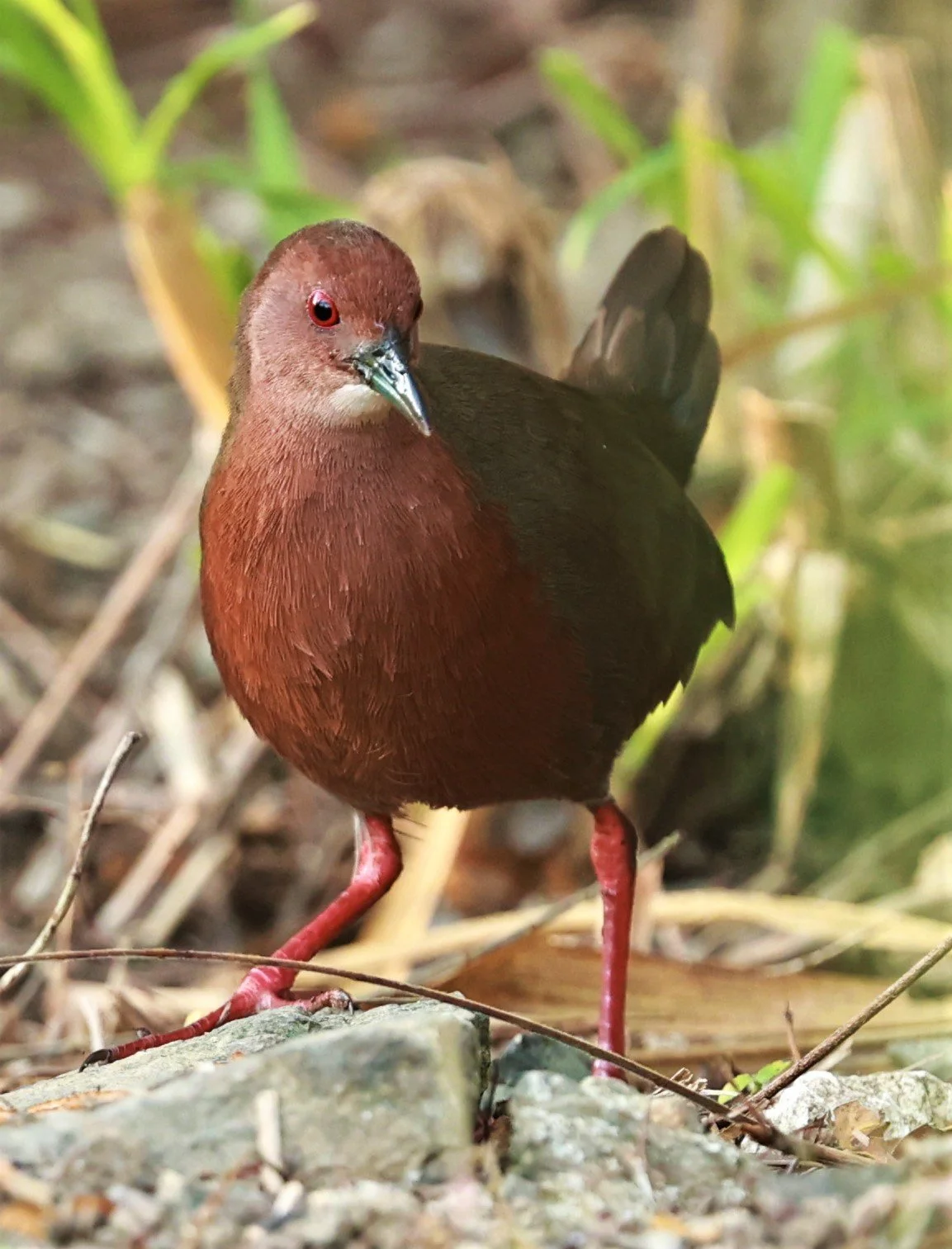 Ruddy-breasted Crake (Porzana fusca) Kaeng Krachan