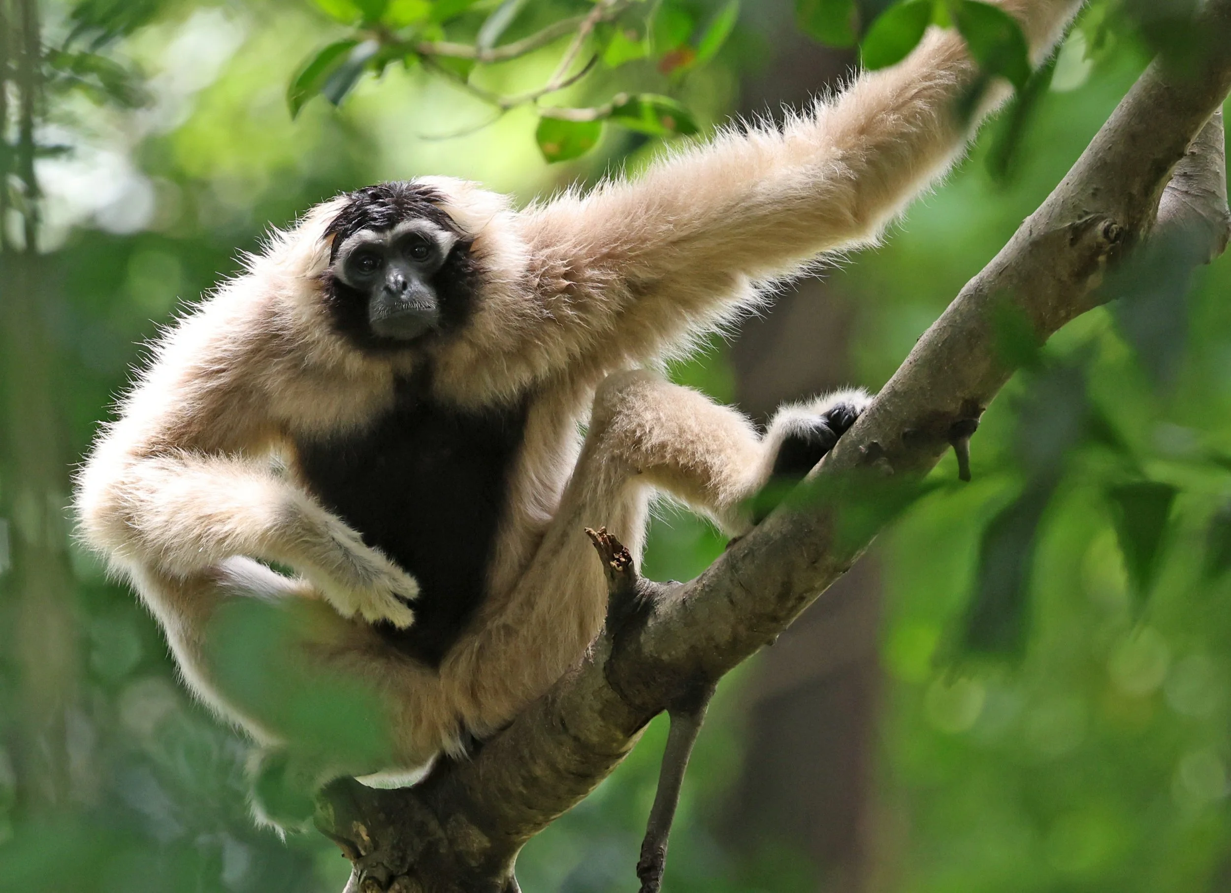 Pileated Gibbon (Hylobates pileatus) Pang Sida National Park