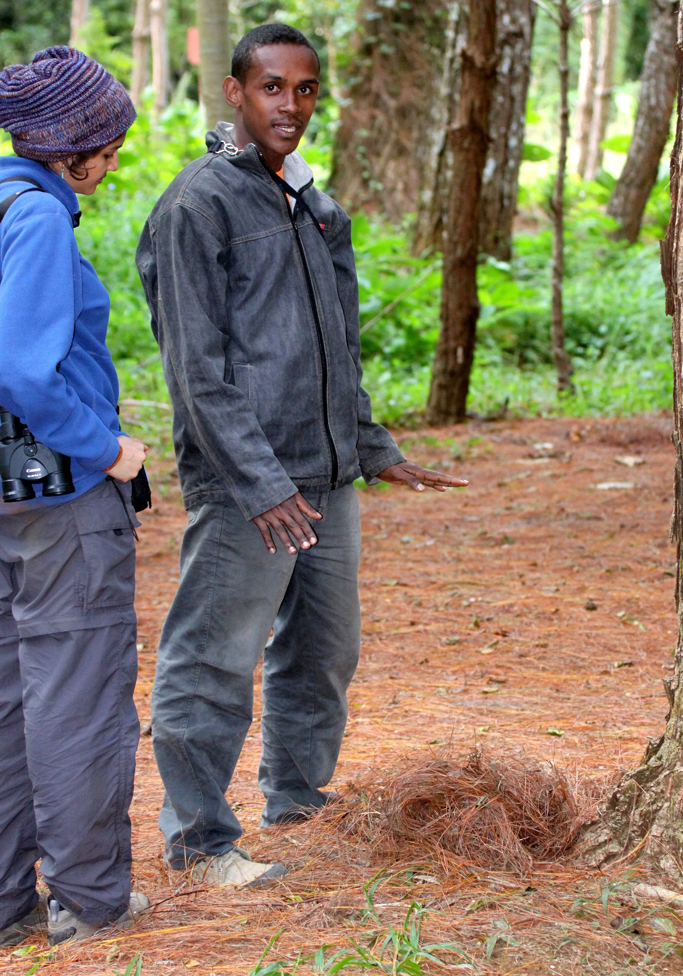 Brookesia tuberculata - MONTAGNE D'AMBRE LEAF CHAMELEON - SMALLEST CHAMELEON SPECIES IN WORLD - MONTAGNE D'AMBRE NATIONAL PARK MADAGASCAR.JPG