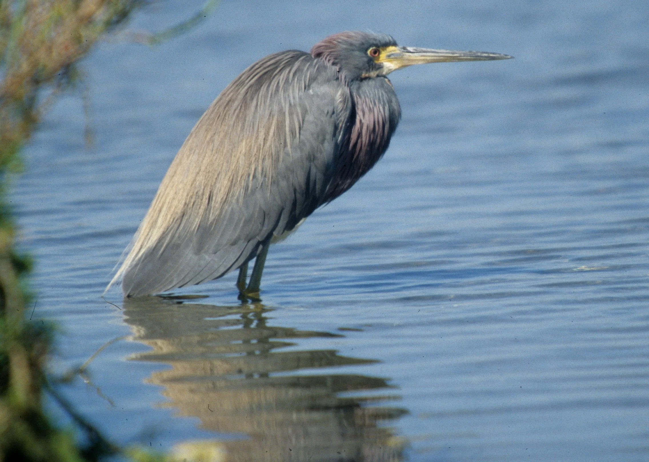 HERON - LITTLE BLUE HERON - Egretta caerulea - SAN DIEGO WETLANDS AREA - NEAR TIJUANA RIVER MOUTH (18).jpg