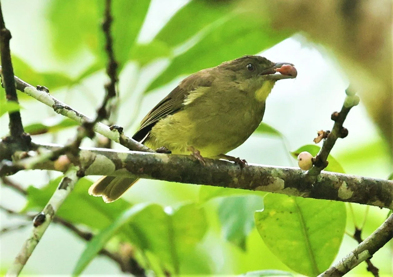 BULBUL - FINSCH'S BULBUL - Iole finschii - HALA BALA WILDLIFE SANCTUARY APRIL 2022 (5).jpg