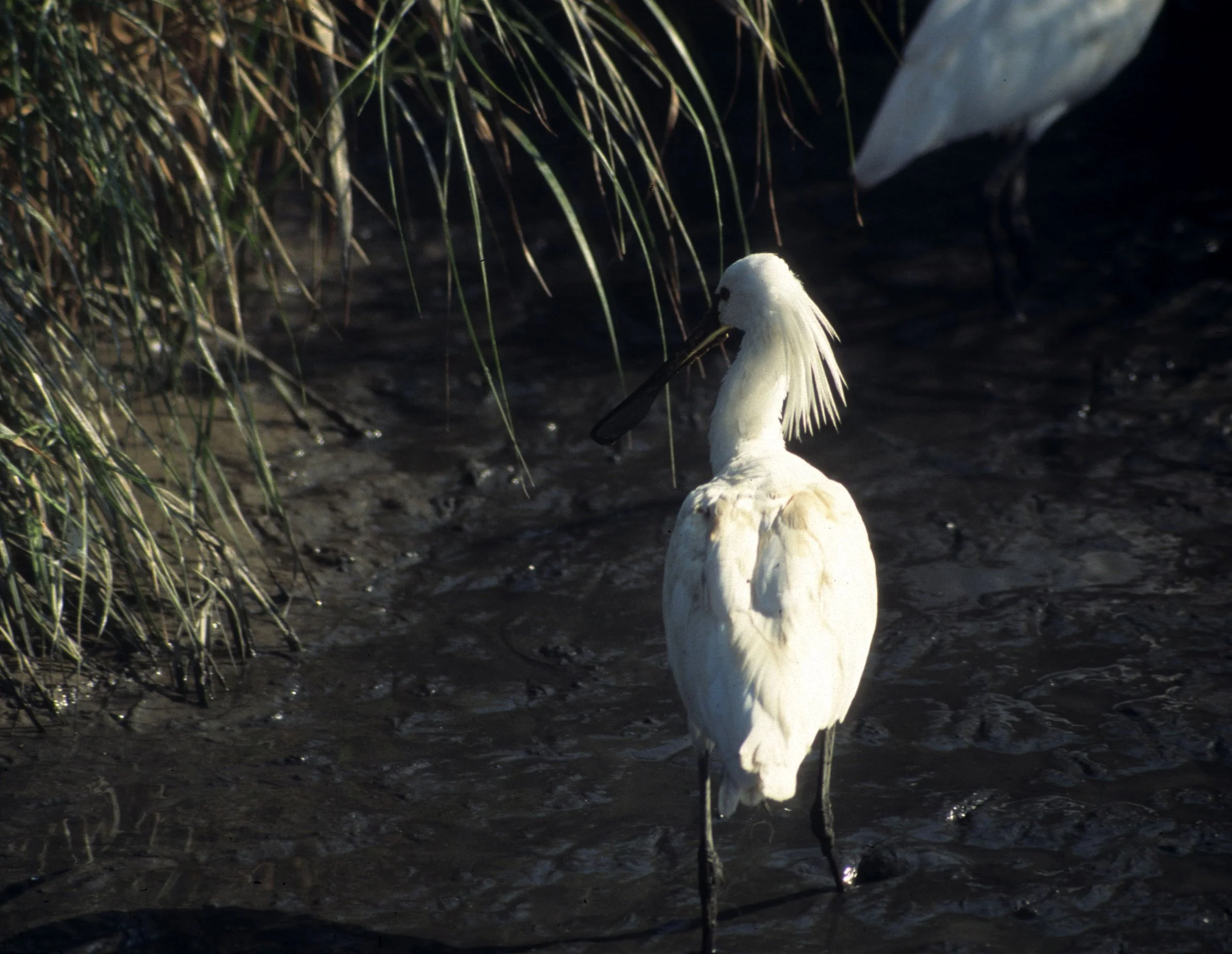 SPOONBILL - EURASIAN SPOONBILL - Platalea leucorodia - LA CAMARGUE FRANCE (8).jpg