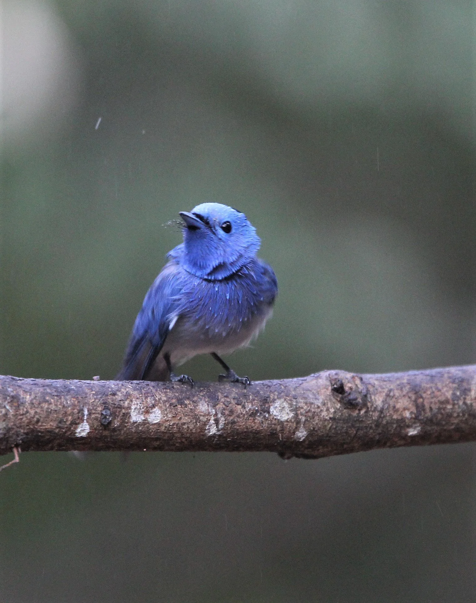 MONARCH - BLACK-NAPED MONARCH - LUNG SIN HIDE KAENG KRACHAN D.jpg