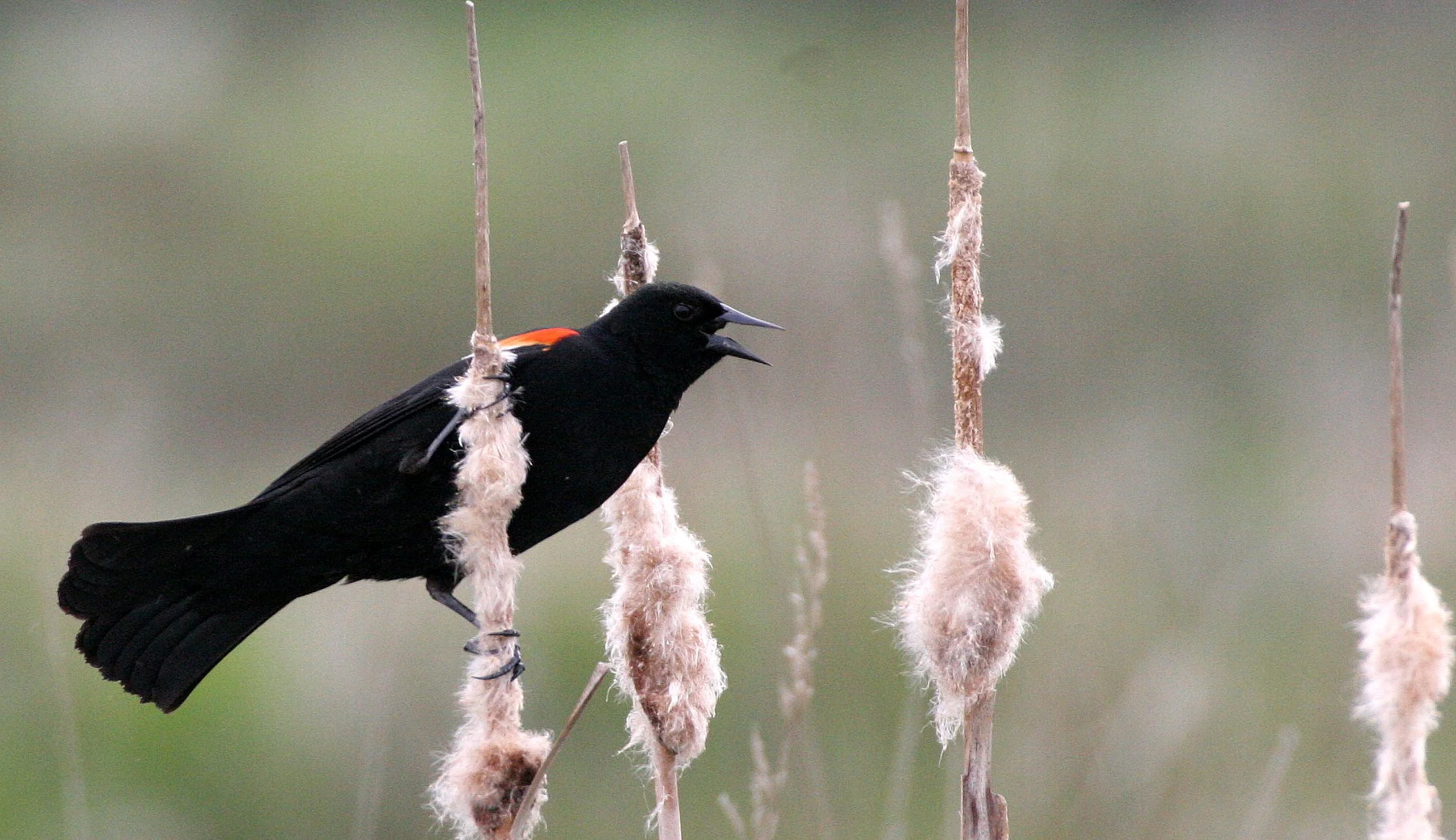 Red-winged Blackbird (Agelaius phoeniceus) Jamestown Olympic Peninsula Washington (4).JPG