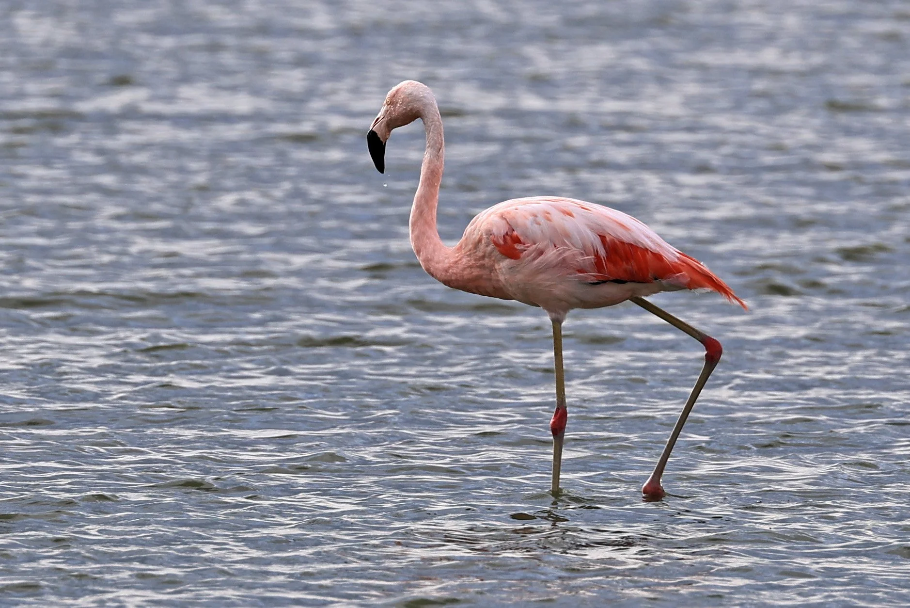 Chilean Flamingo (Phoenicopterus chilensis) Chaco Lodge & Laguna Salada Paraguay (17).jpg
