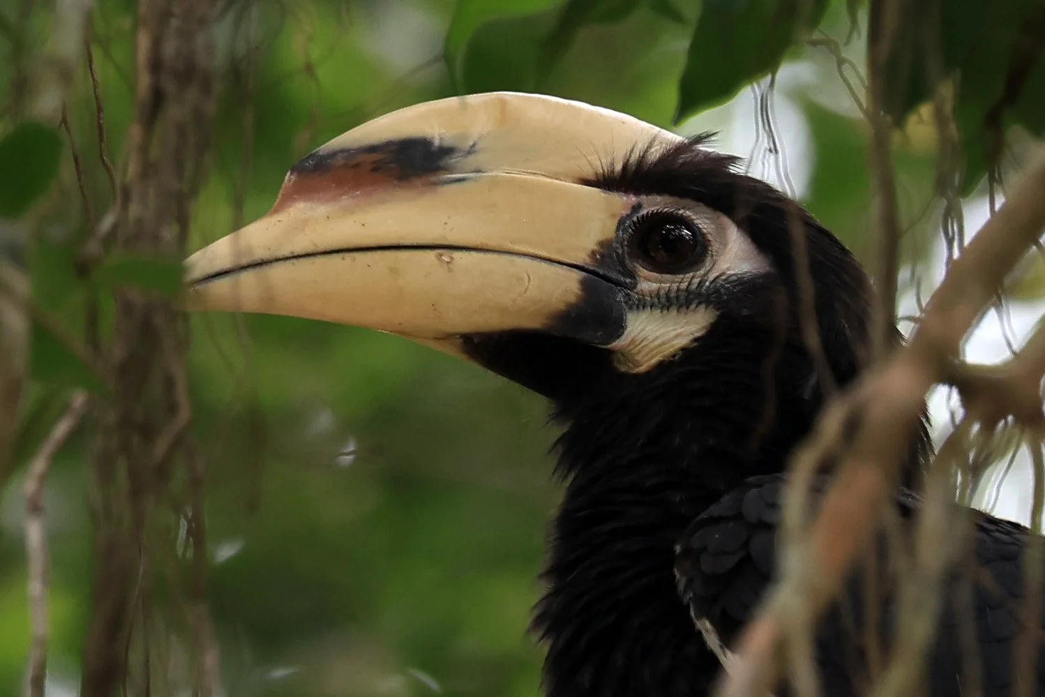 Oriental Pied Hornbill Anthracoceros albirostris) Kaeng Krachan National Park ESS Expedition 2026 (3).jpg