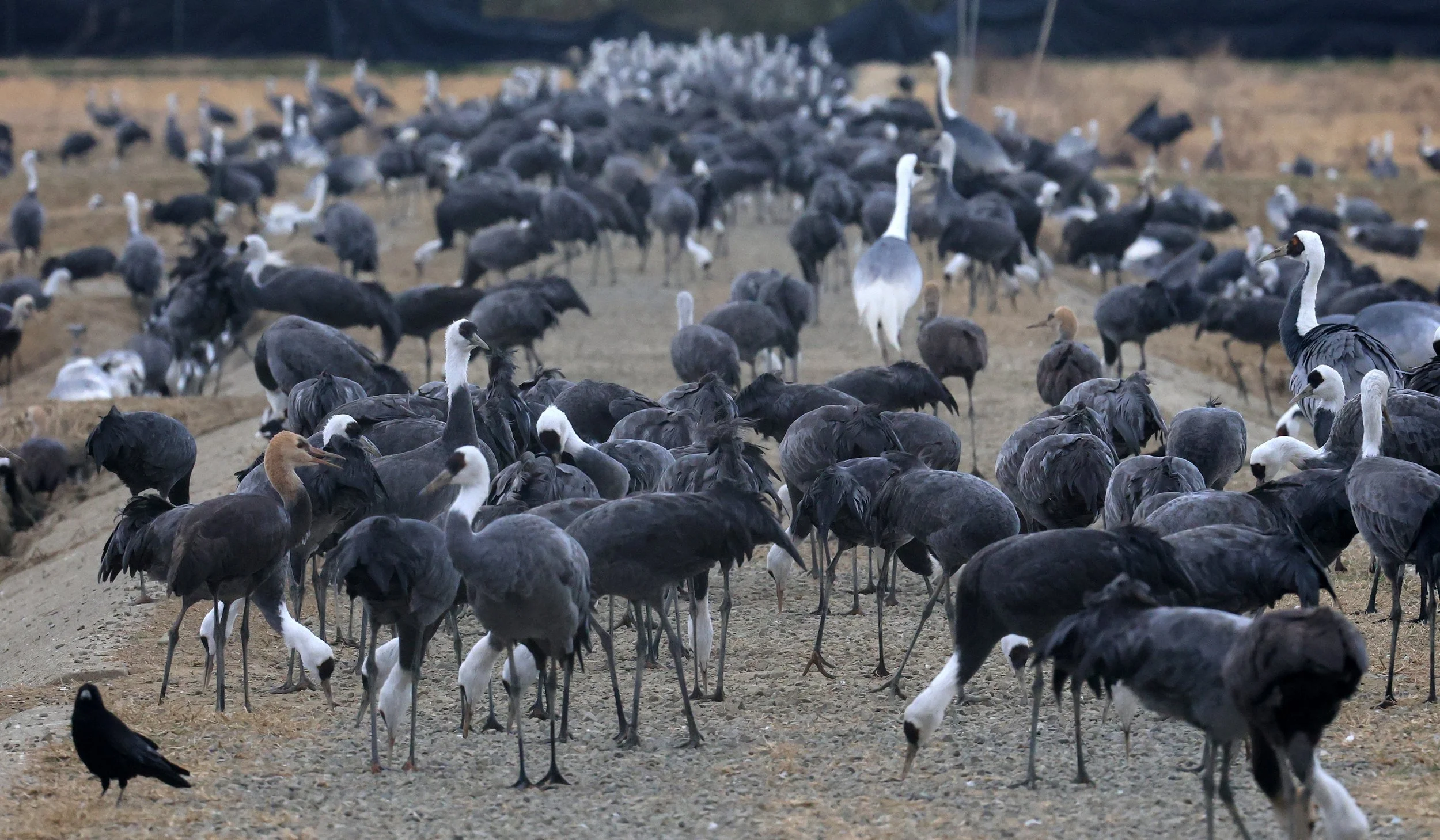 Hooded Crane (Grus monacha) Izumi Crane Park & Center, Izumi Kagoshima Kyushu Japan (121).jpg