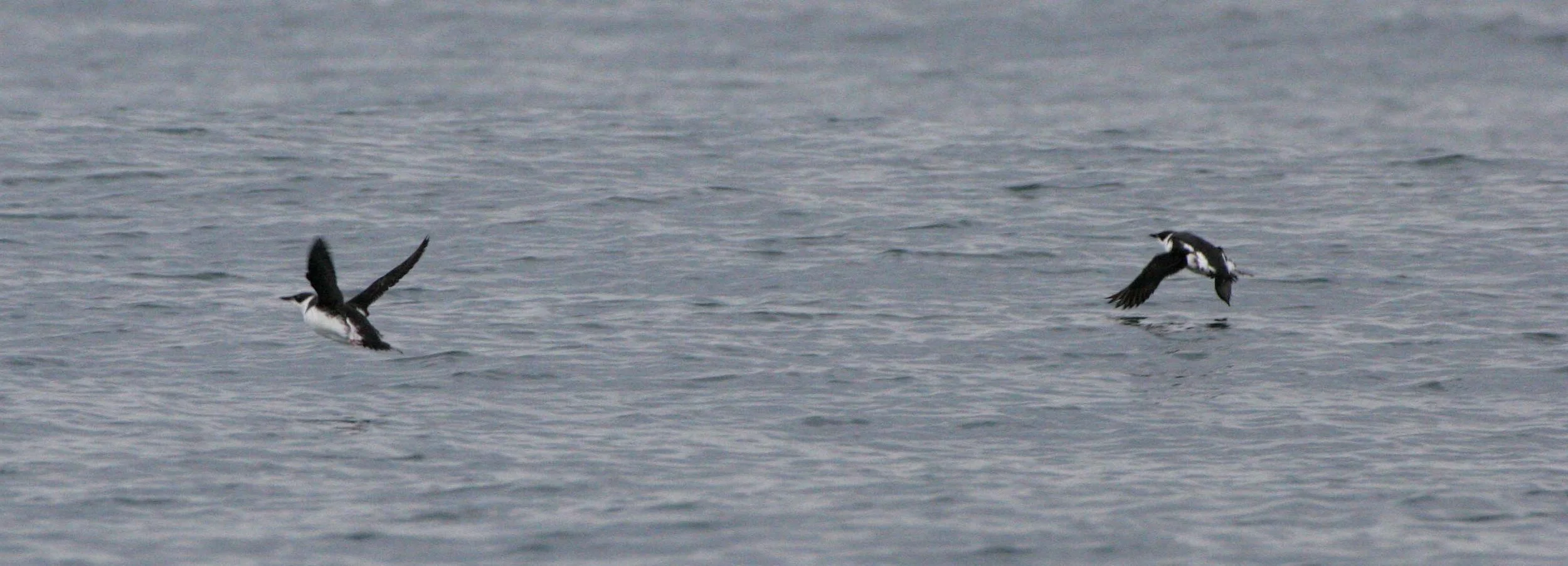 Brachyramphus marmoratus - MARBLED MURRELET - STRAIT OF JUAN DE FUCA U (15).jpg