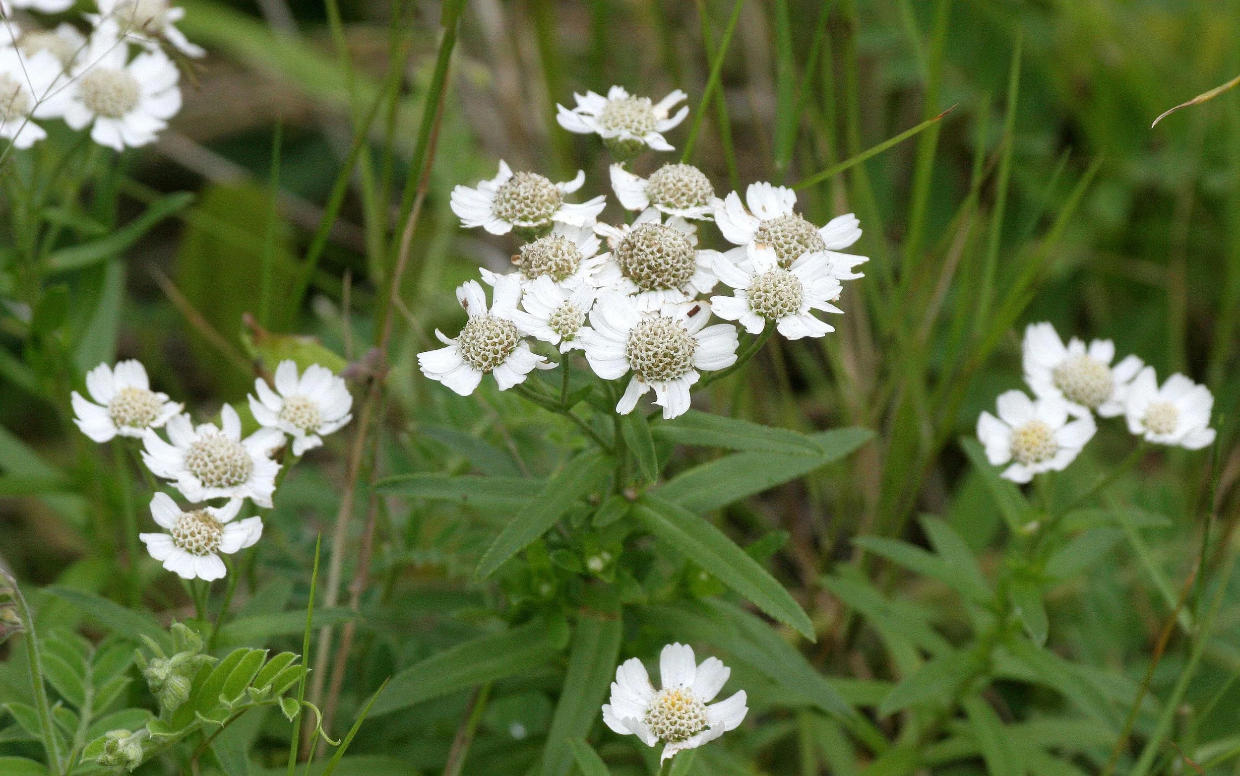 KURIL ISLANDS - FLORA  (85).jpg
