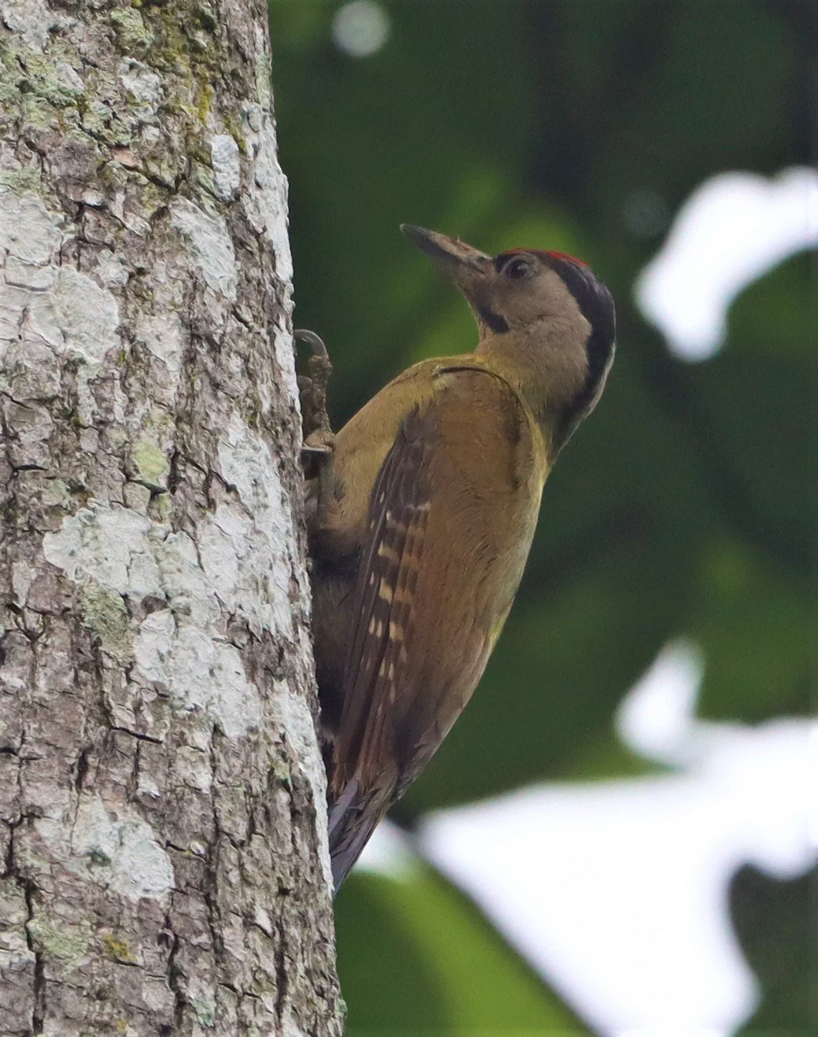 WOODPECKER - BLACK-NAPED WOODPECKER - Picus guerini - KAENG KRACHAN NATIONAL PARK (10).jpg