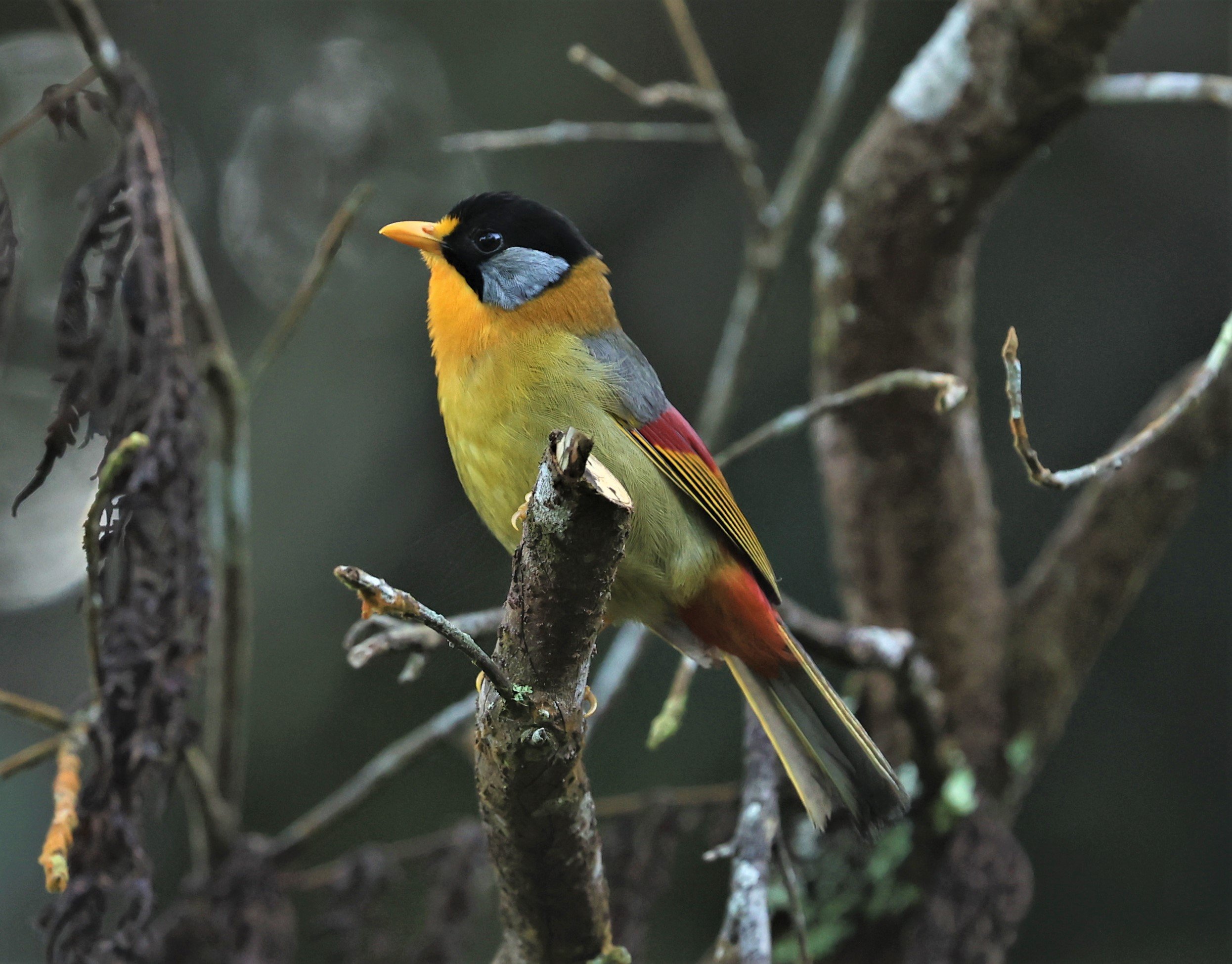 Leiothrix argentauris - SILVER-EARED MESIA - FRASER'S HILL, MALAYSIA JUNE 2022 (70).jpg