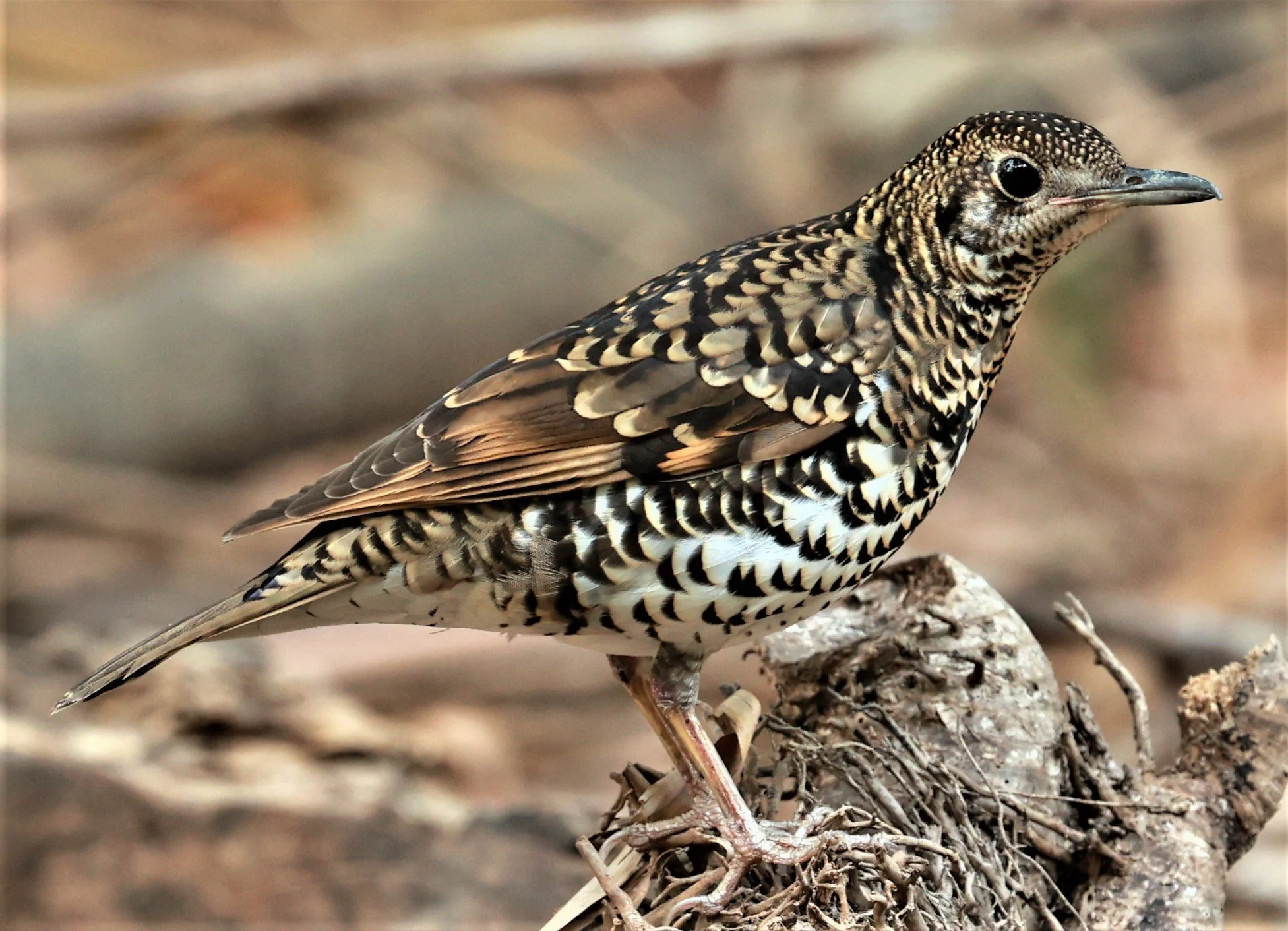 White's Thrush (Zoothera aurea) Putthamonthon Park Nakhon Pathom Thailand (207).jpg