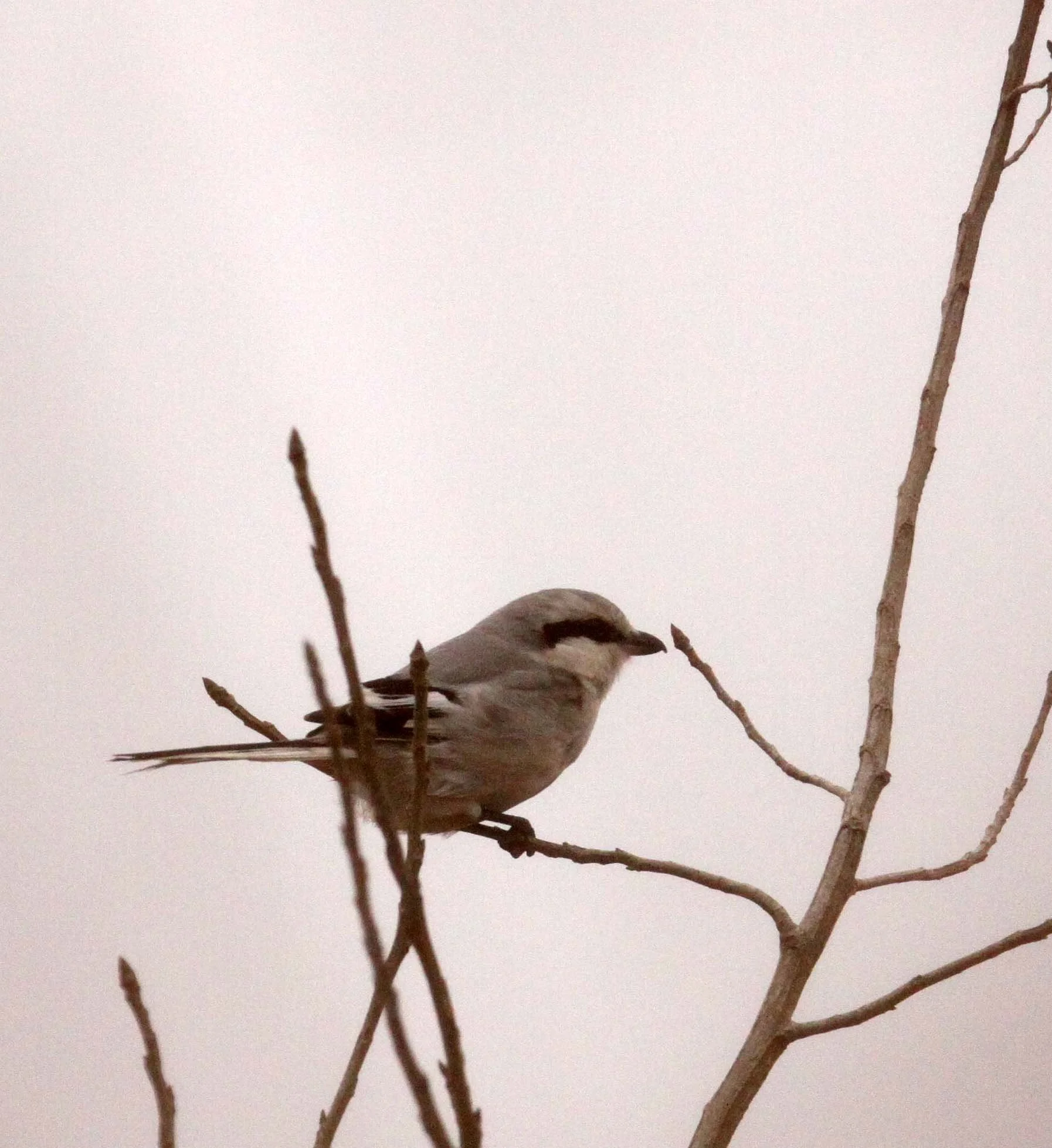 Grey-backed Shrike (Lanius tephronotus) Doi San Ju Doi Lang West (25).JPG