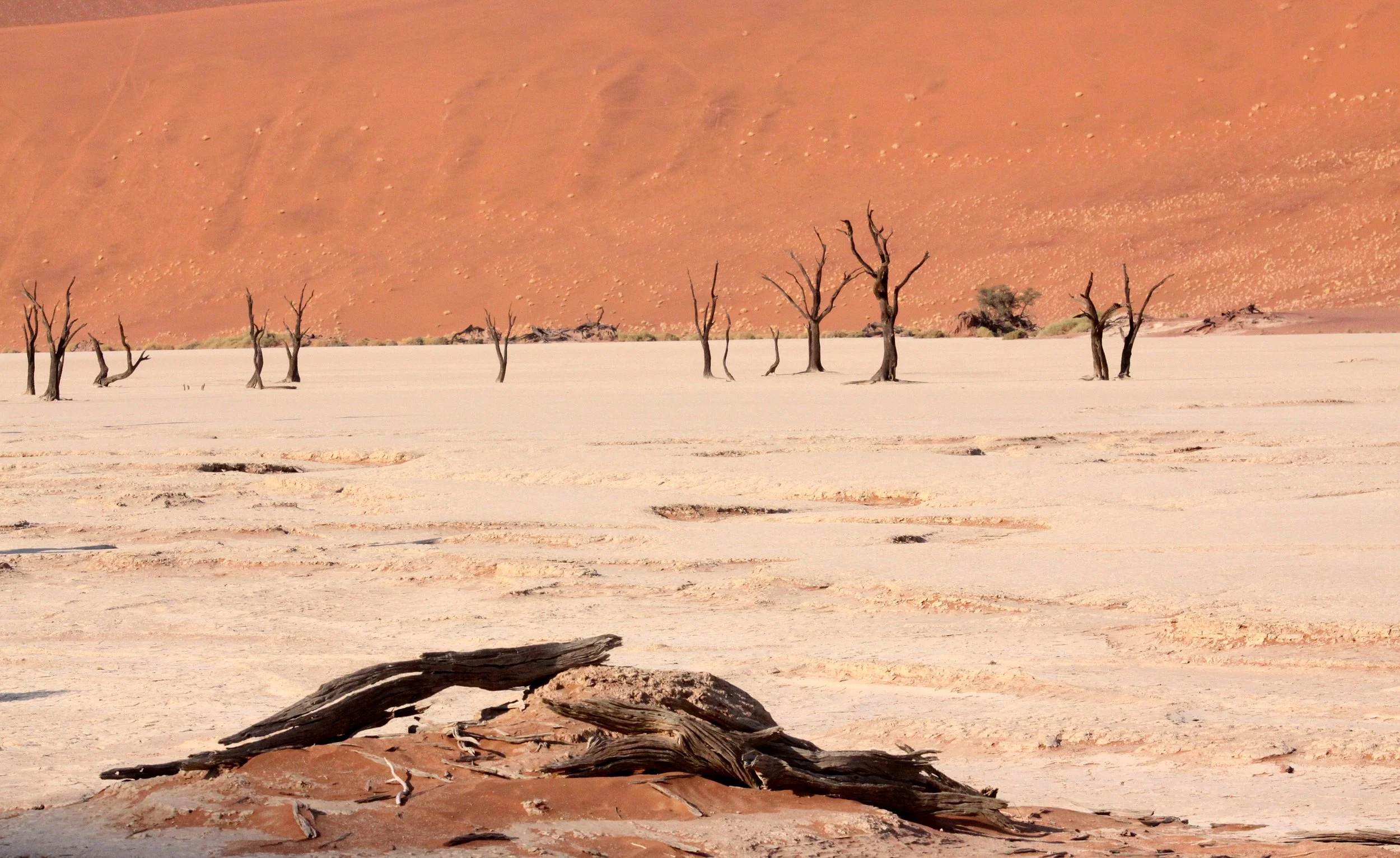 SOSSUSVLEI, NAMIB NAUKLUFT NATIONAL PARK, NAMIBIA - DEAD VLEI (57).JPG