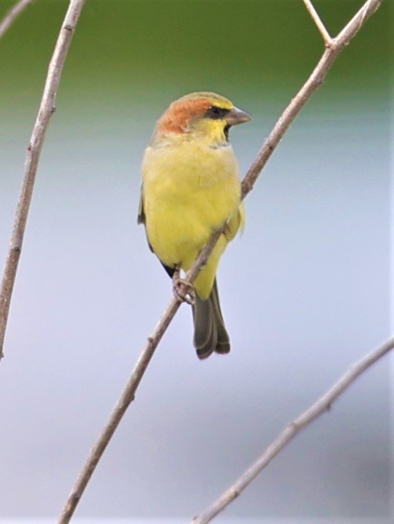 Plain-backed Sparrow (Passer flaveolus) Khlong Tamru Thailand (8).jpg