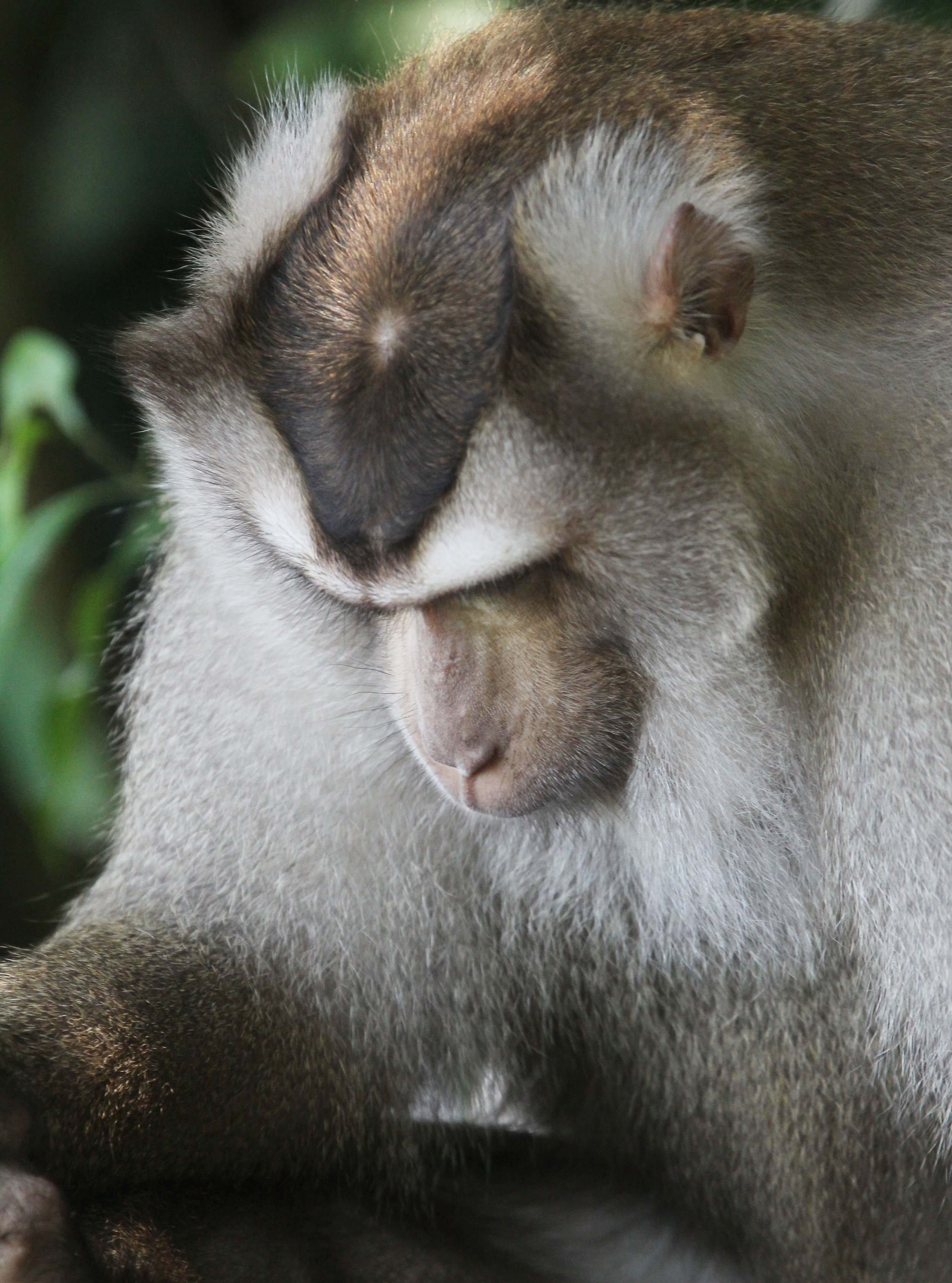 CERCOPITHECIDAE - Macaca leonina - NORTHERN PIG-TAILED MACAQUE - KHAO YAI NATIONAL PARK THAILAND (47).JPG