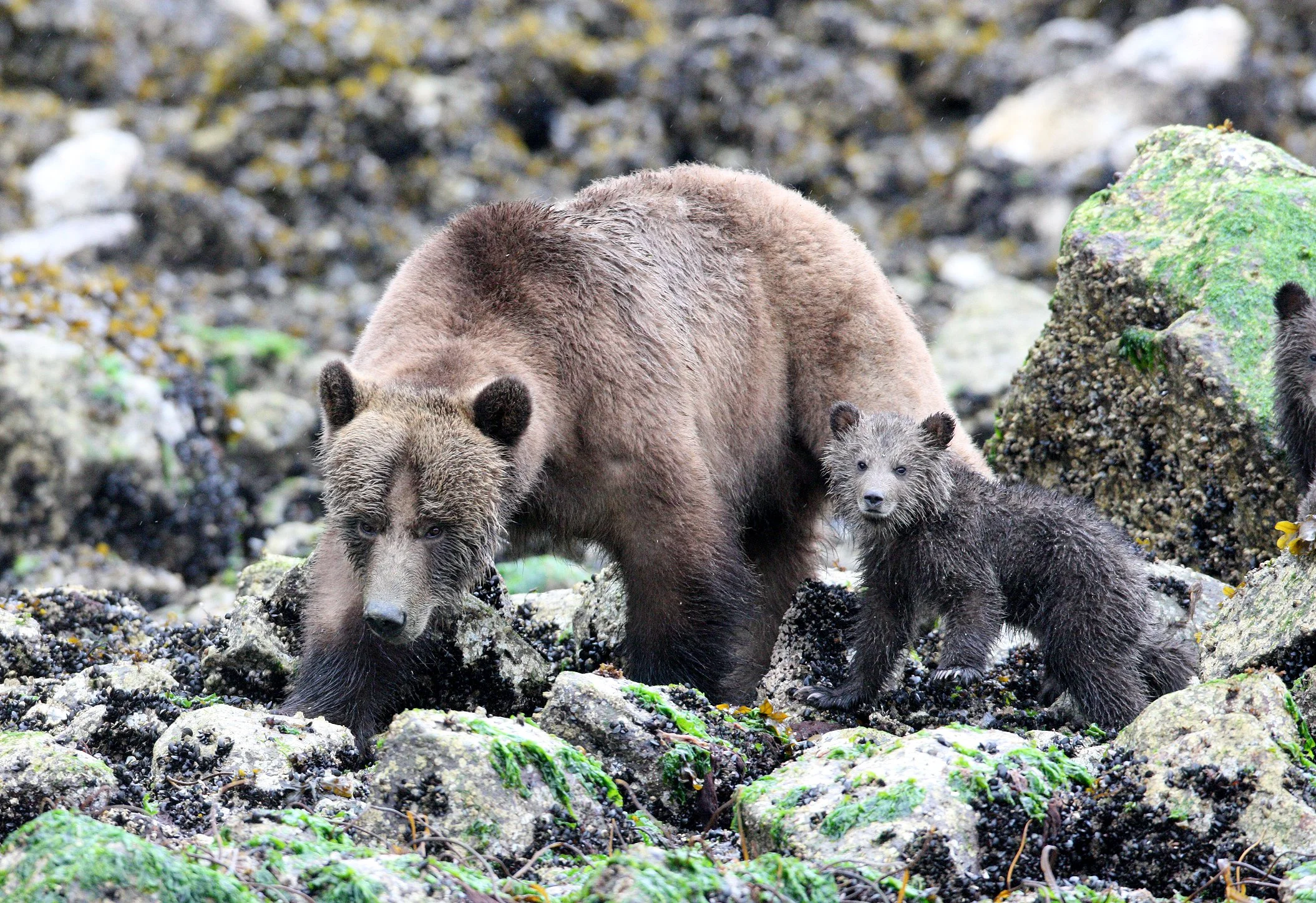 Ursus arctos stikeenensis - STICKEEN'S GRIZZLY BEAR - MOM AND HER FIRST YEAR CUBS - KNIGHT'S INLET BRITISH COLUMBIA (83).JPG